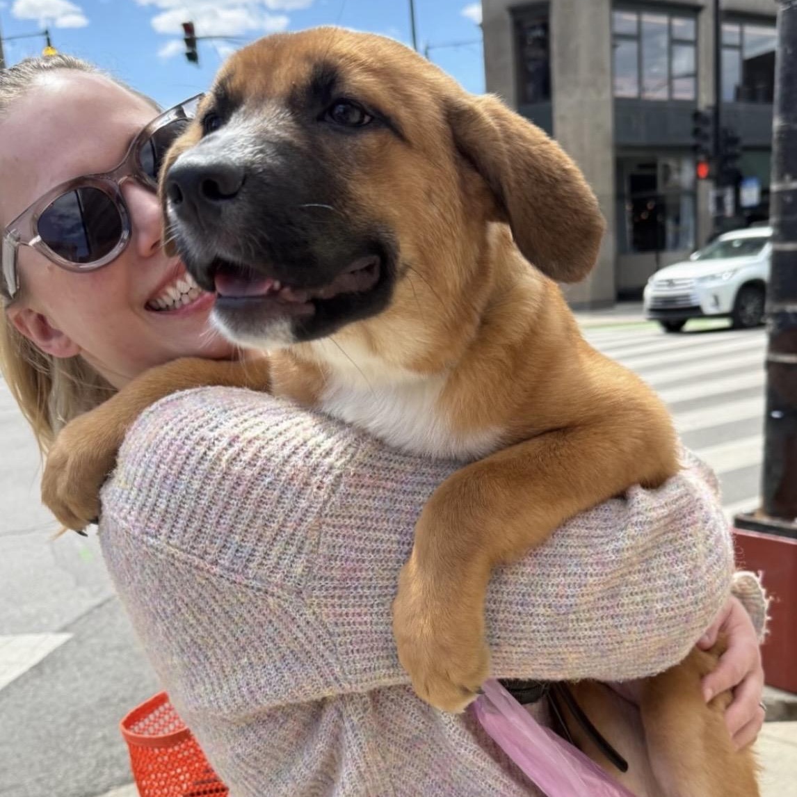 Enlarge Starla, an adopted mixed breed in Chicago, IL image 2/4