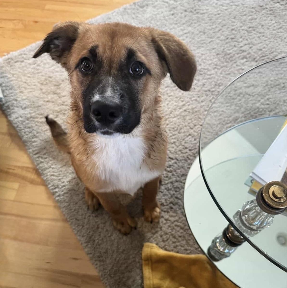 Enlarge Starla, an adopted mixed breed in Chicago, IL image 4/4