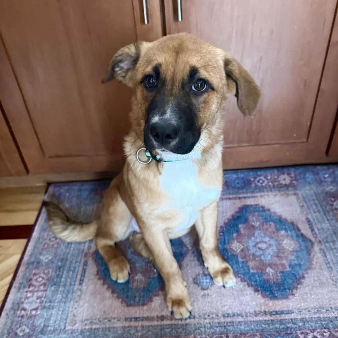 Enlarge Starla, an adopted mixed breed in Chicago, IL image 3/4