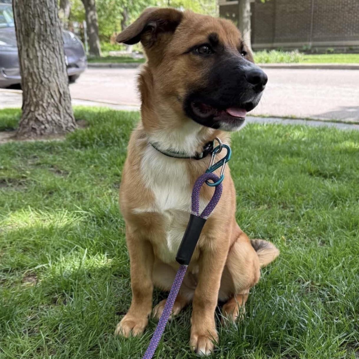 Starla, adopted, Puppy Female Golden Retriever & Shepherd.