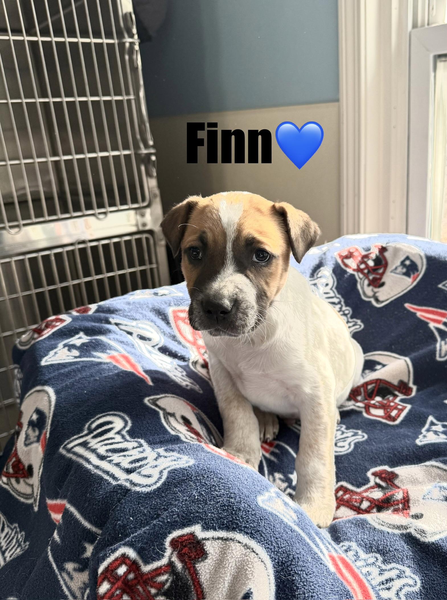 Finn, ADOPTABLE, Puppy Male Mixed Breed.