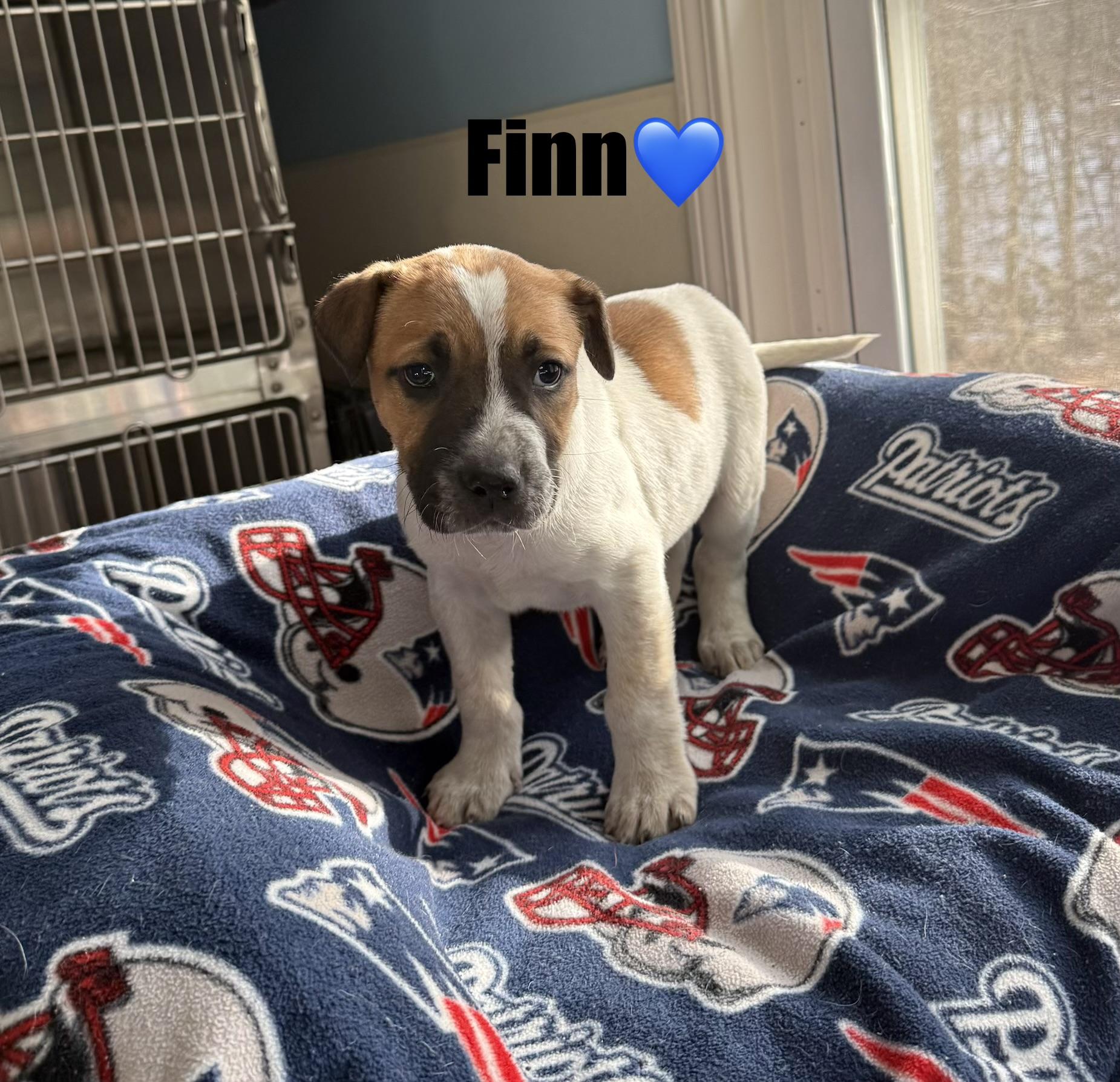 Finn, a ADOPTABLE mixed breed in Douglas, MA image 4/4
