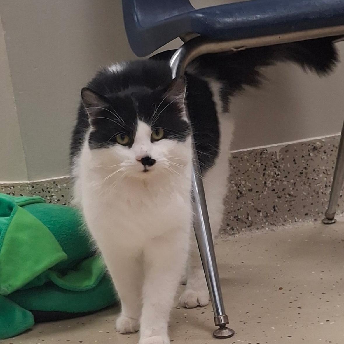 Orca, ADOPTABLE, Adult Female Domestic Long Hair.