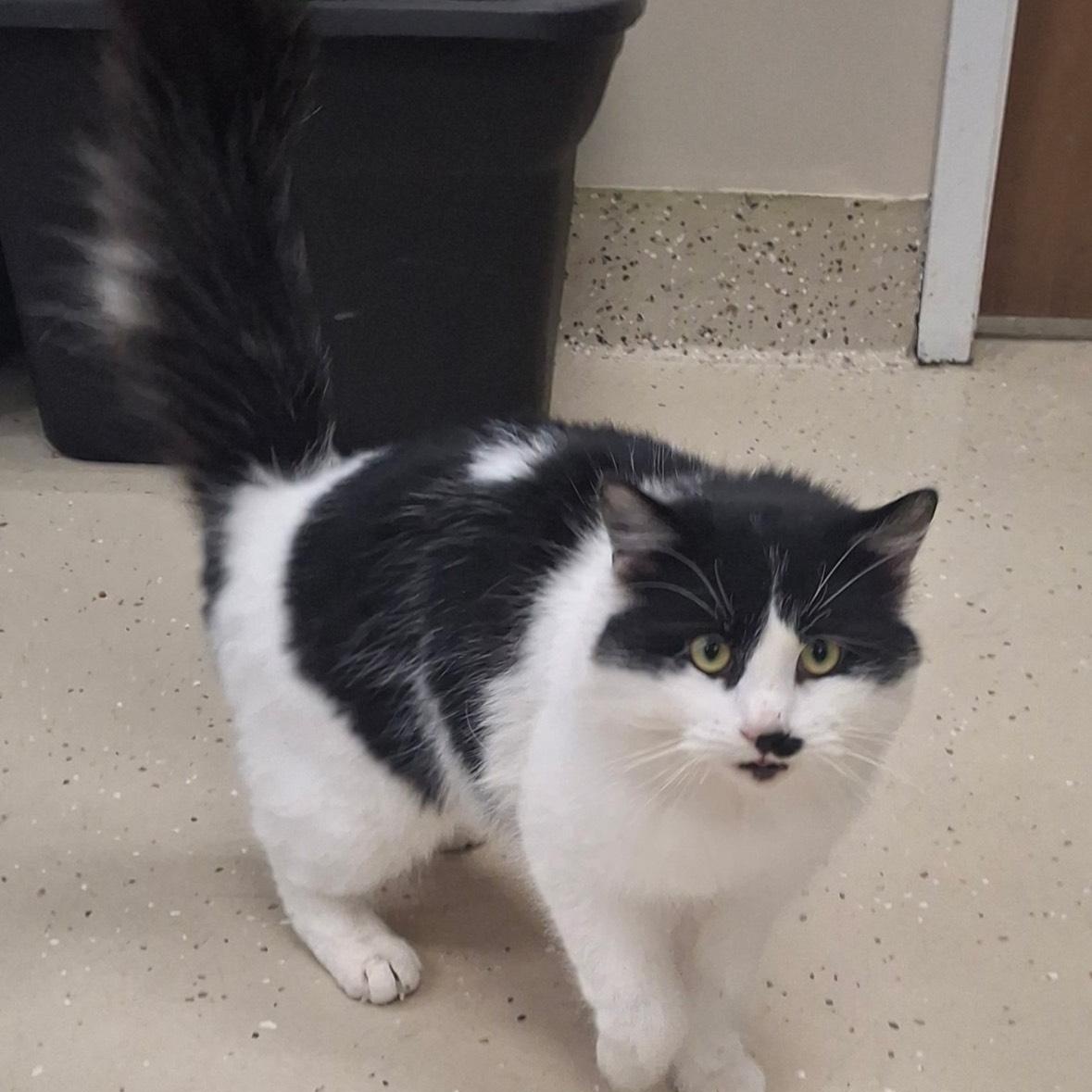 Enlarge Orca, a ADOPTABLE mixed breed in Little Falls, MN image 2/2