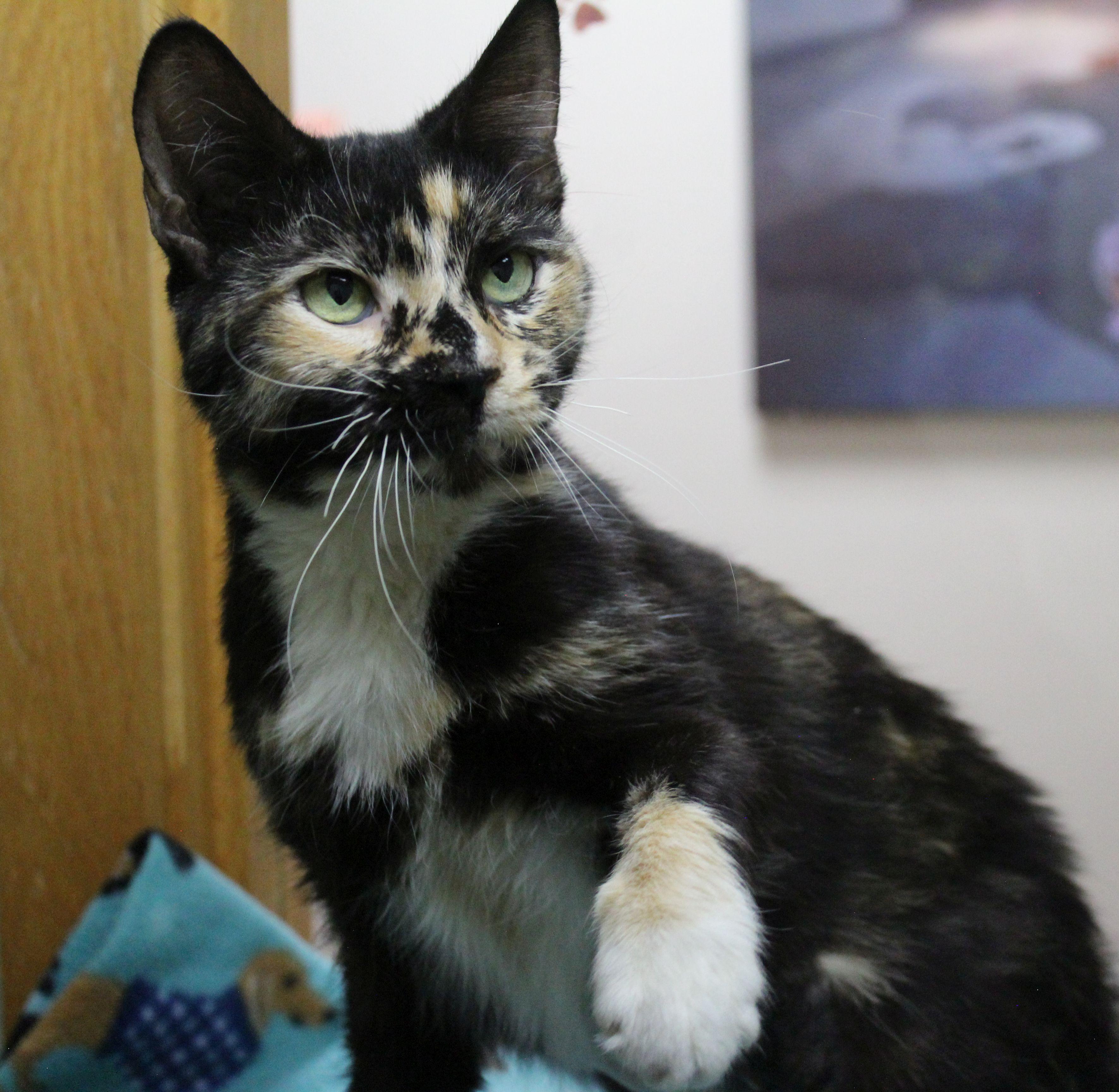 Enlarge Elowyn, a ADOPTABLE Tortoiseshell in Portage, WI image 3/4