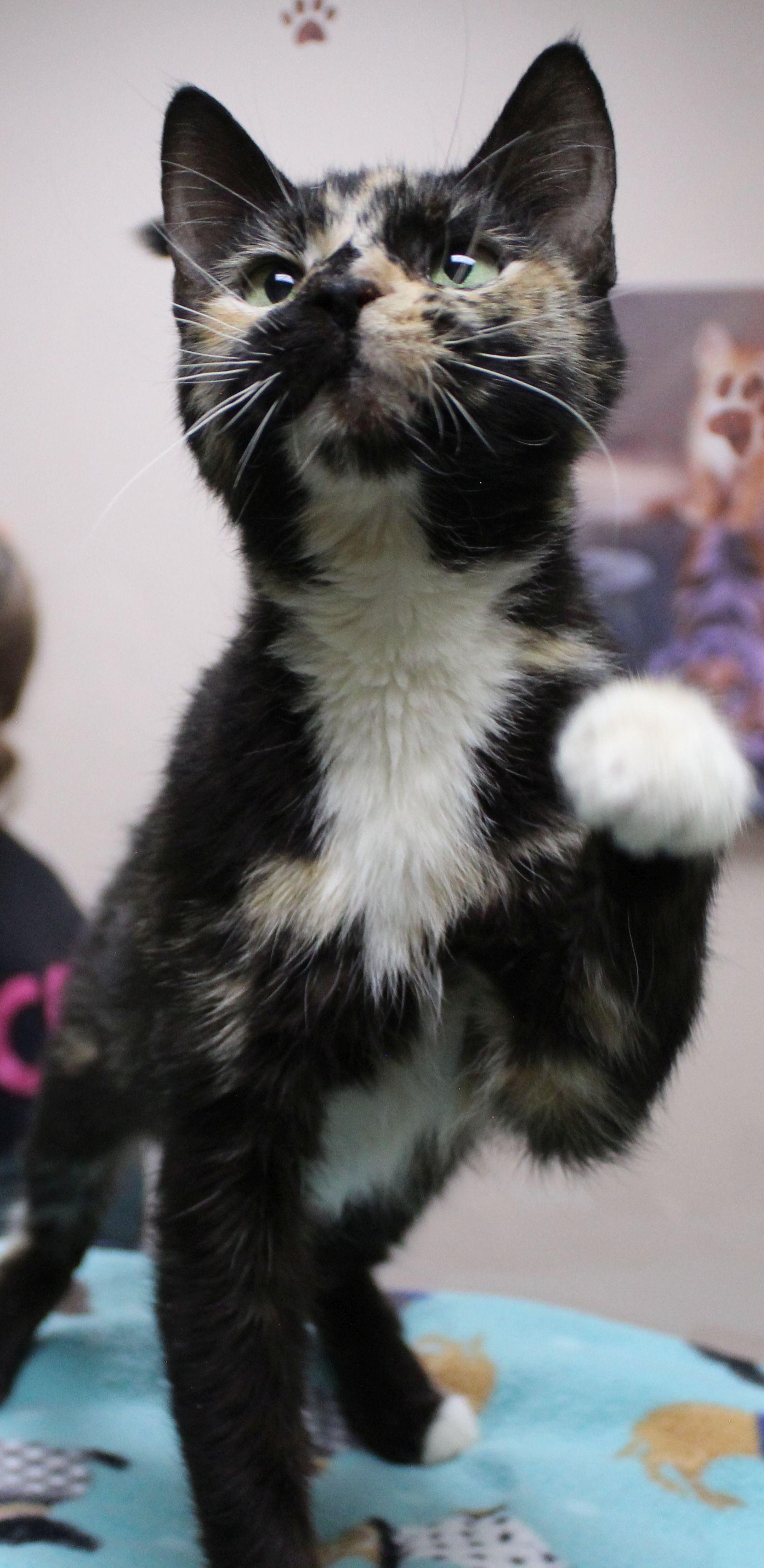 Enlarge Elowyn, a ADOPTABLE Tortoiseshell in Portage, WI image 2/4