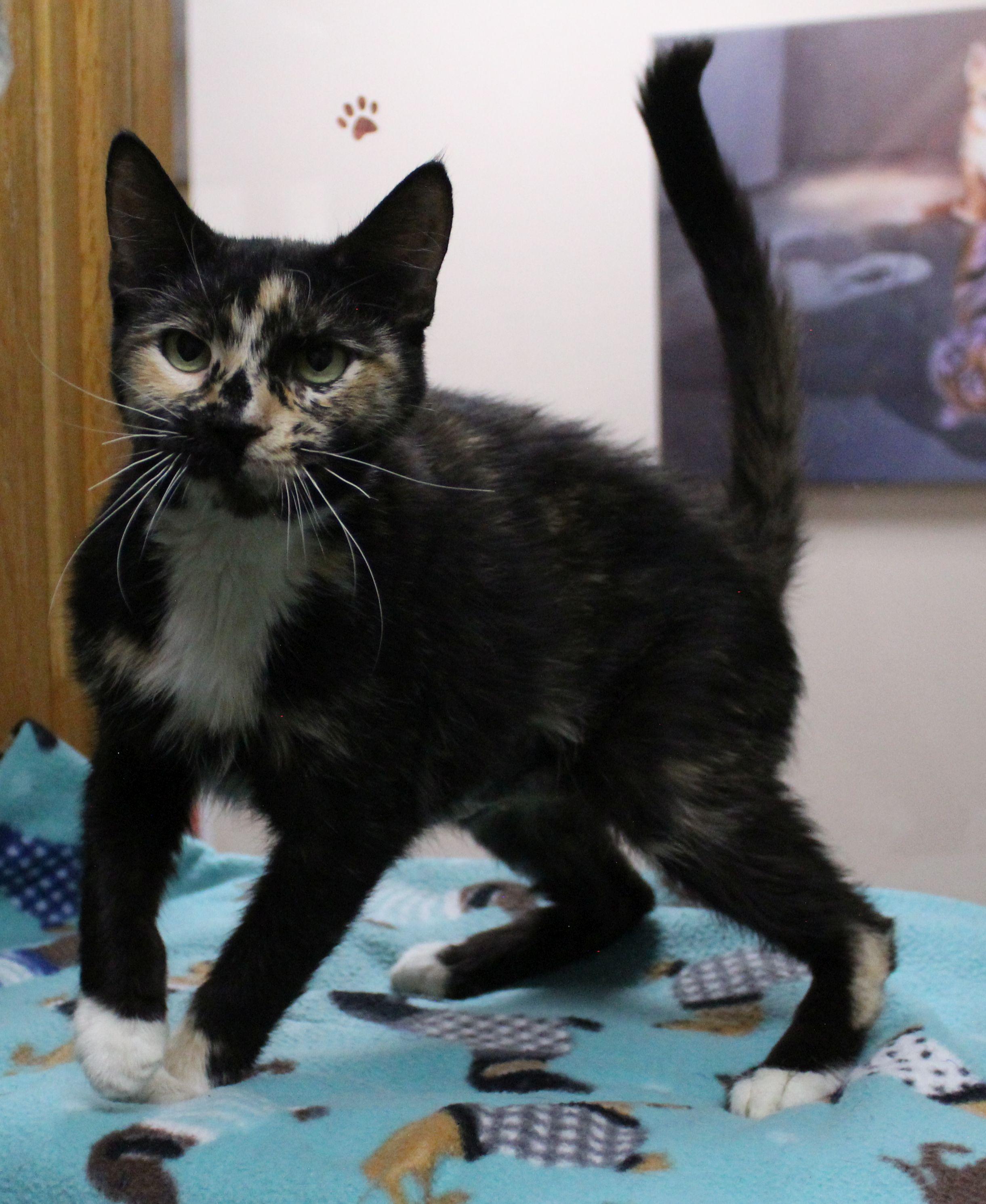 Elowyn, ADOPTABLE, Young Female Tortoiseshell.