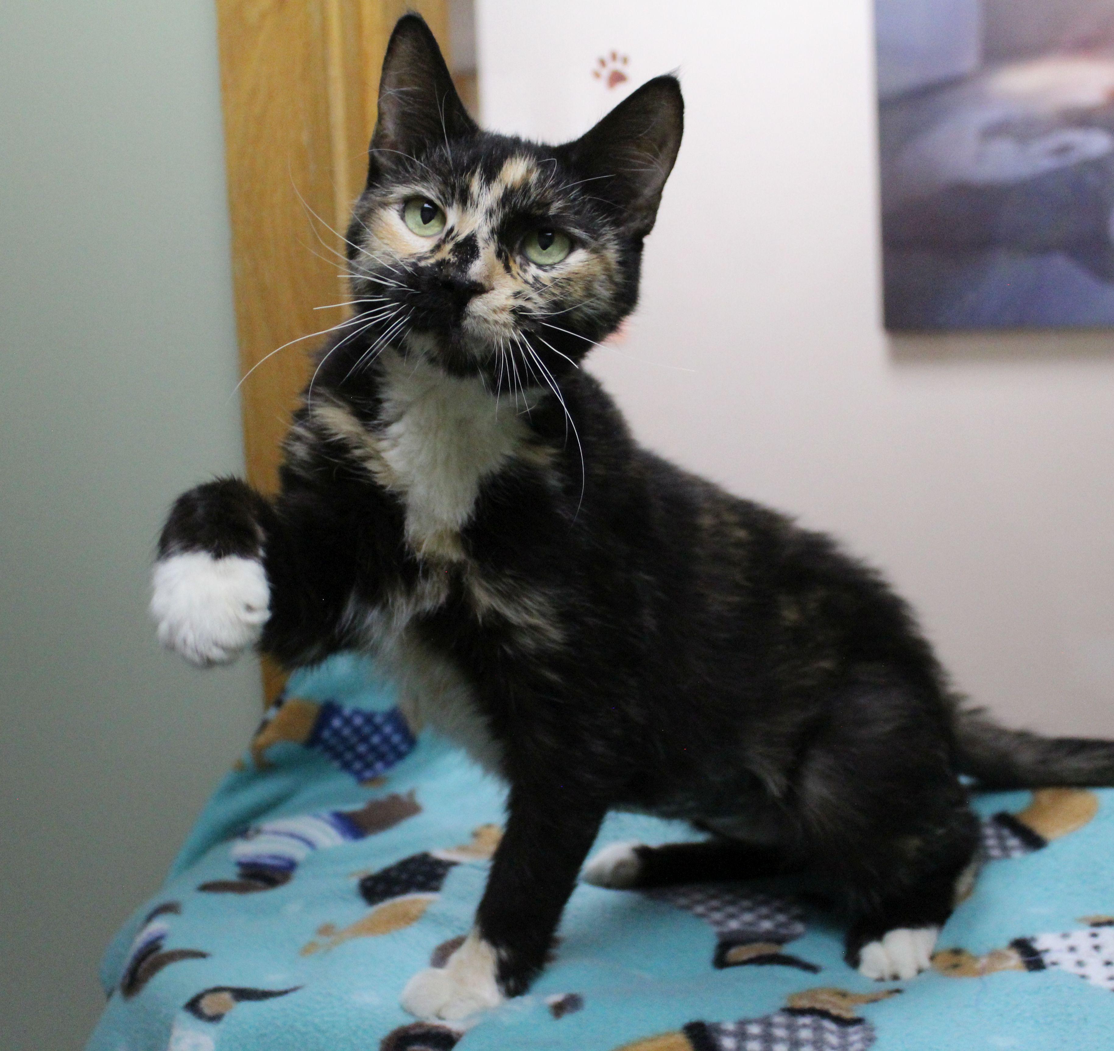 Enlarge Elowyn, a ADOPTABLE Tortoiseshell in Portage, WI image 4/4