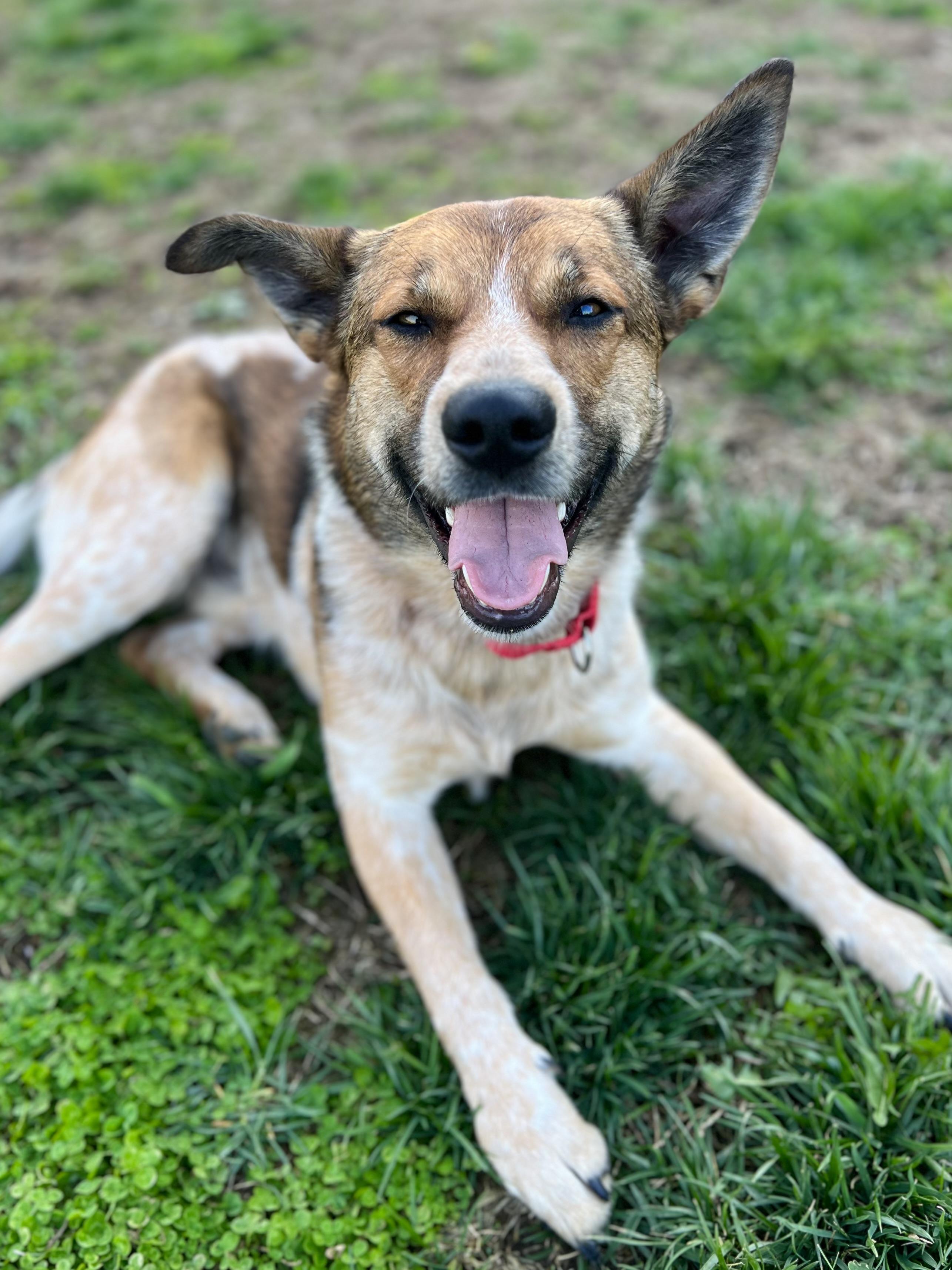 Enlarge Pretzel, a ADOPTABLE mixed breed in Monroe, OH image 5/5