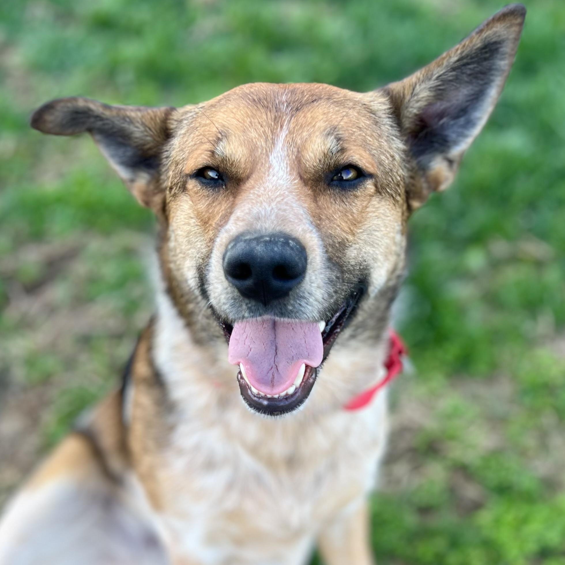 Pretzel, ADOPTABLE, Young Male Australian Cattle Dog / Blue Heeler.