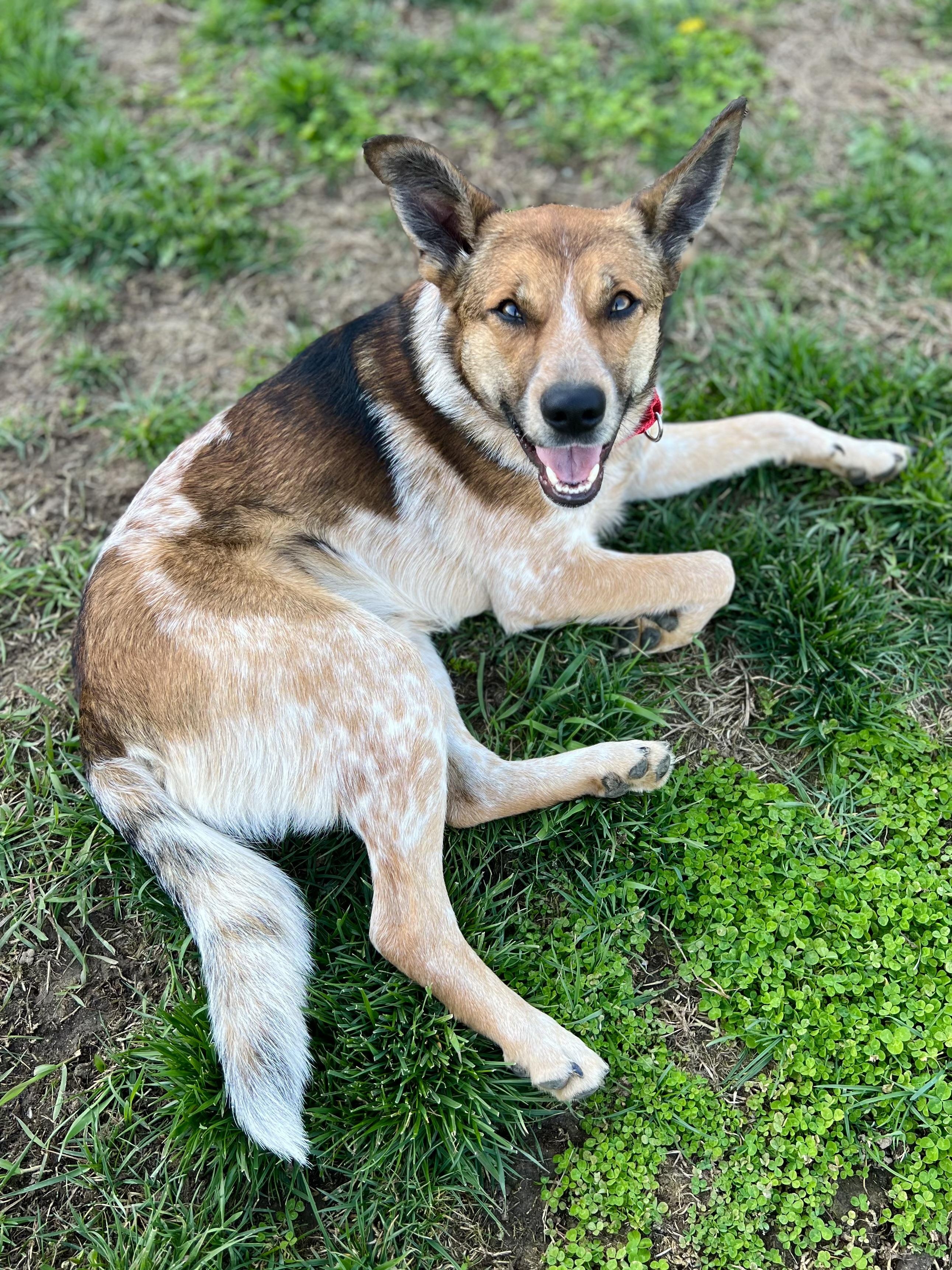 Enlarge Pretzel, a ADOPTABLE mixed breed in Monroe, OH image 2/5