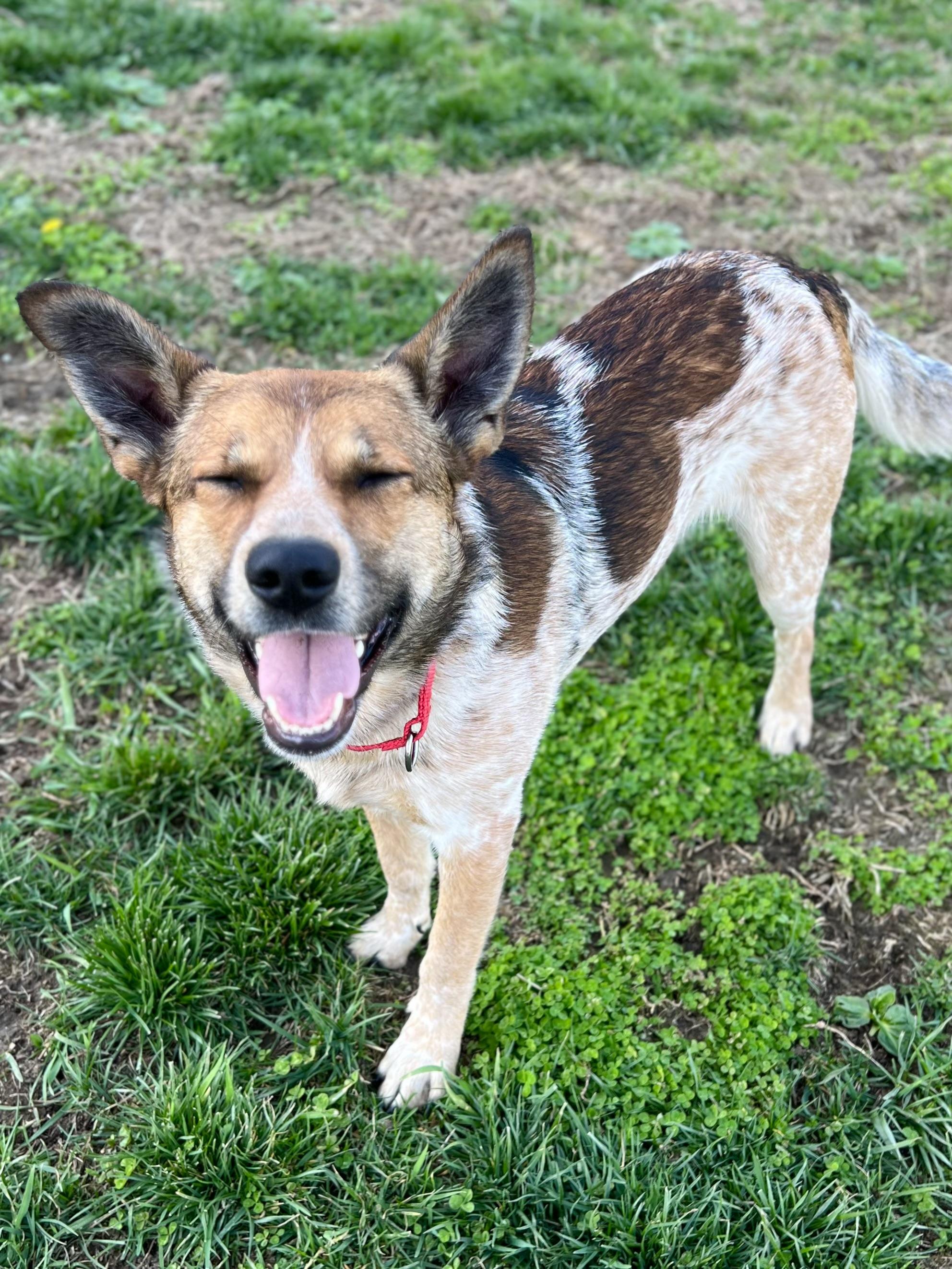 Enlarge Pretzel, a ADOPTABLE mixed breed in Monroe, OH image 4/5