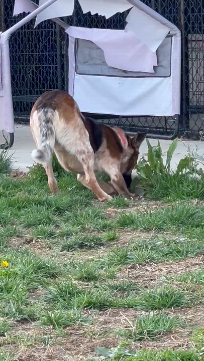 Enlarge Pretzel, a ADOPTABLE mixed breed in Monroe, OH video 3/5