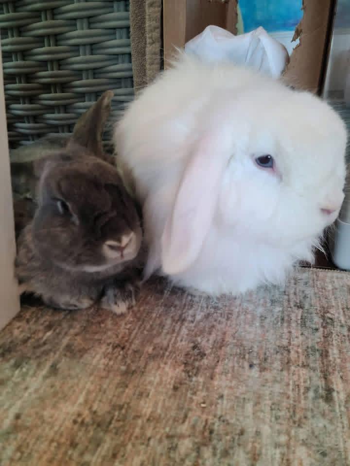 Medusa and Moses, ADOPTABLE, Adult Female Lop Eared.