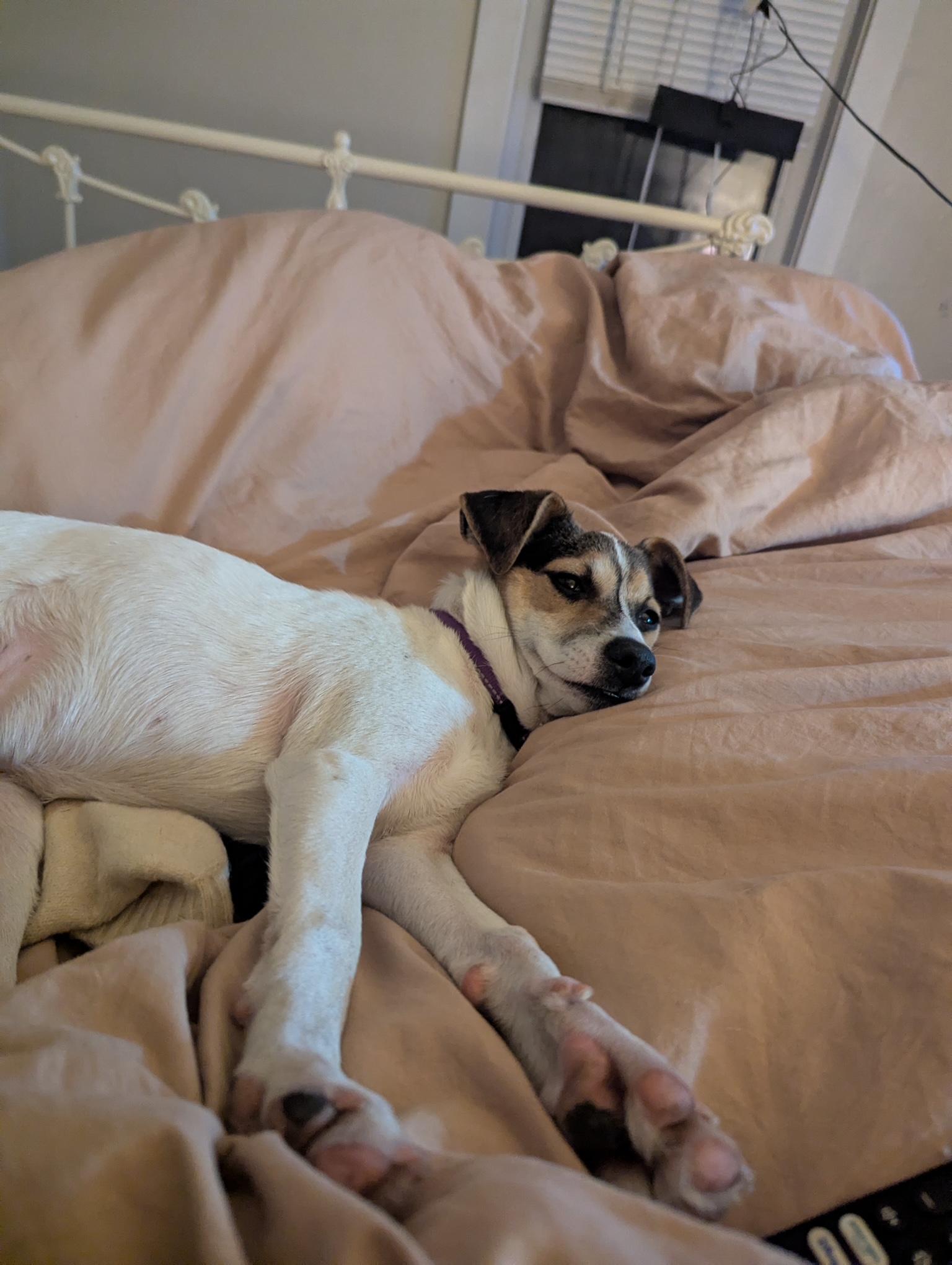 Sailor, a Adoptable mixed breed in Minneapolis, MN image 3/5