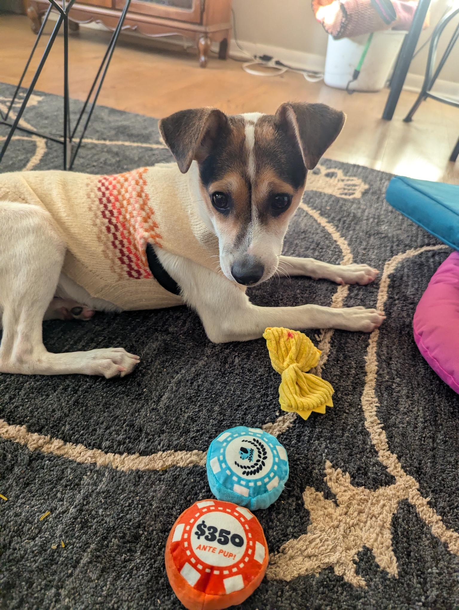 Sailor, a Adoptable mixed breed in Minneapolis, MN image 4/5