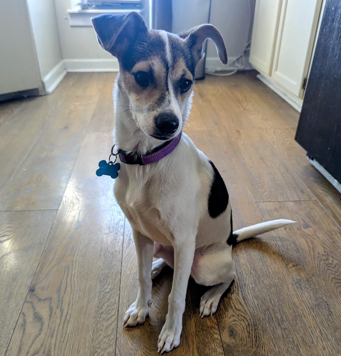 Sailor, a Adoptable mixed breed in Minneapolis, MN image 1/5