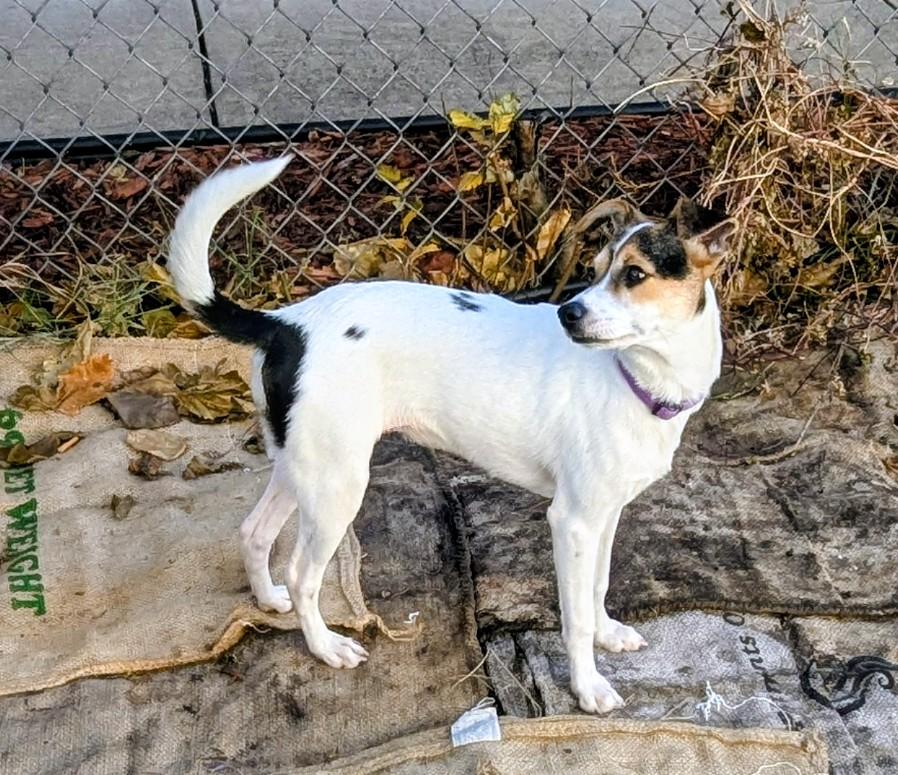 Sailor, a Adoptable mixed breed in Minneapolis, MN image 2/5