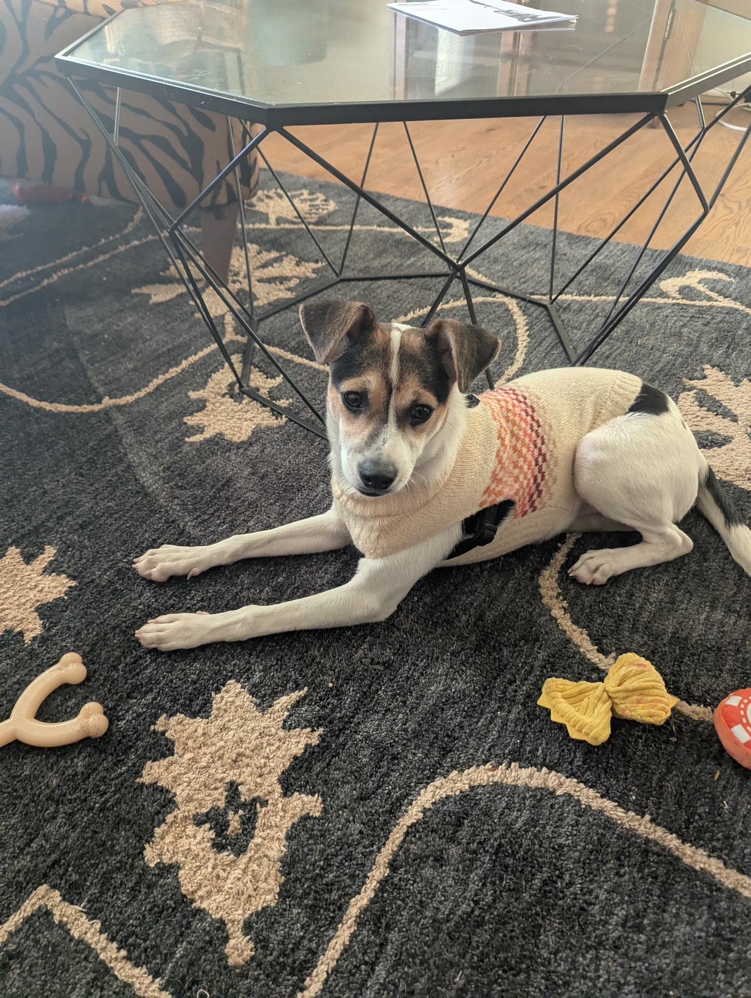 Sailor, a Adoptable mixed breed in Minneapolis, MN image 5/5