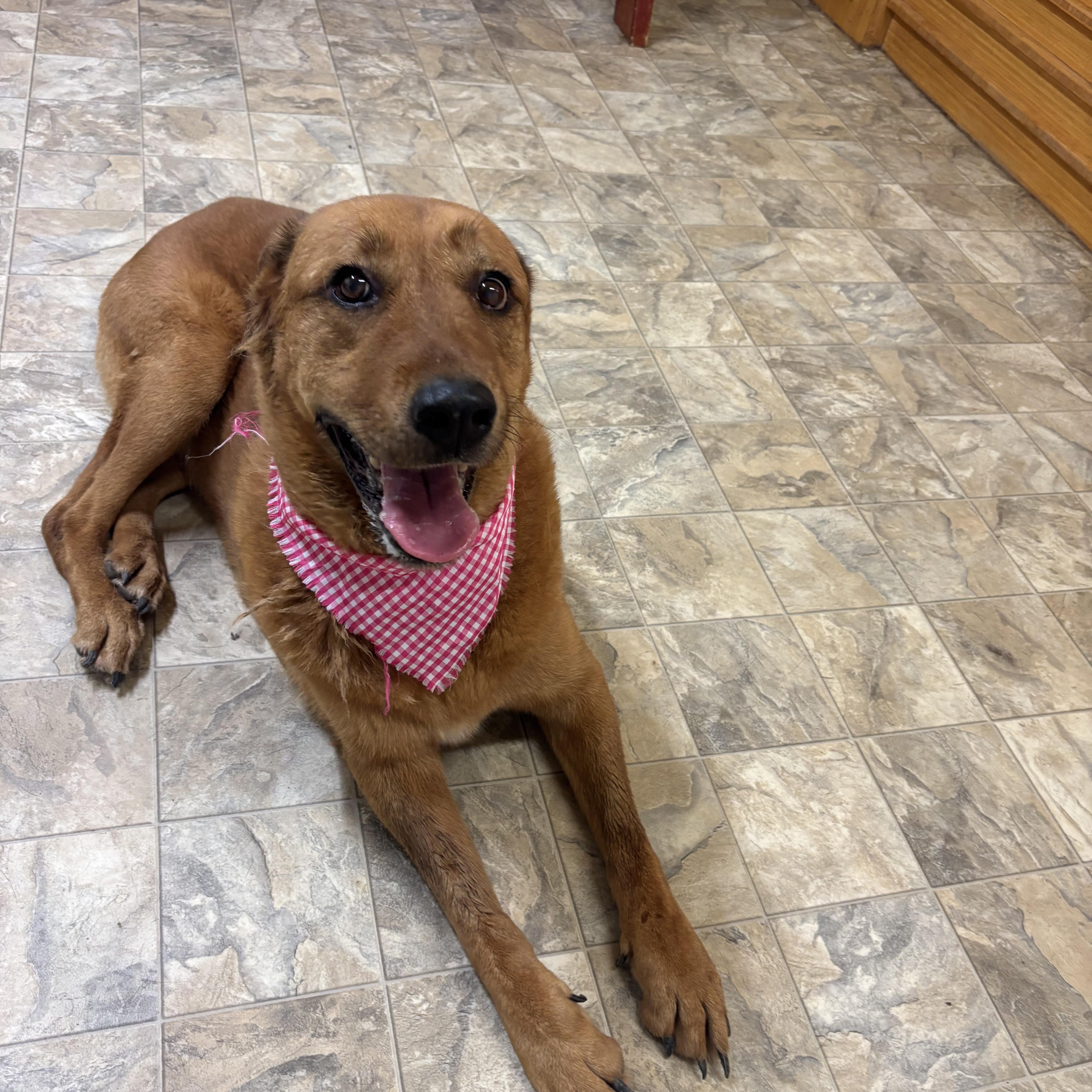 Lucy, Adoptable, Adult Female Golden Retriever.