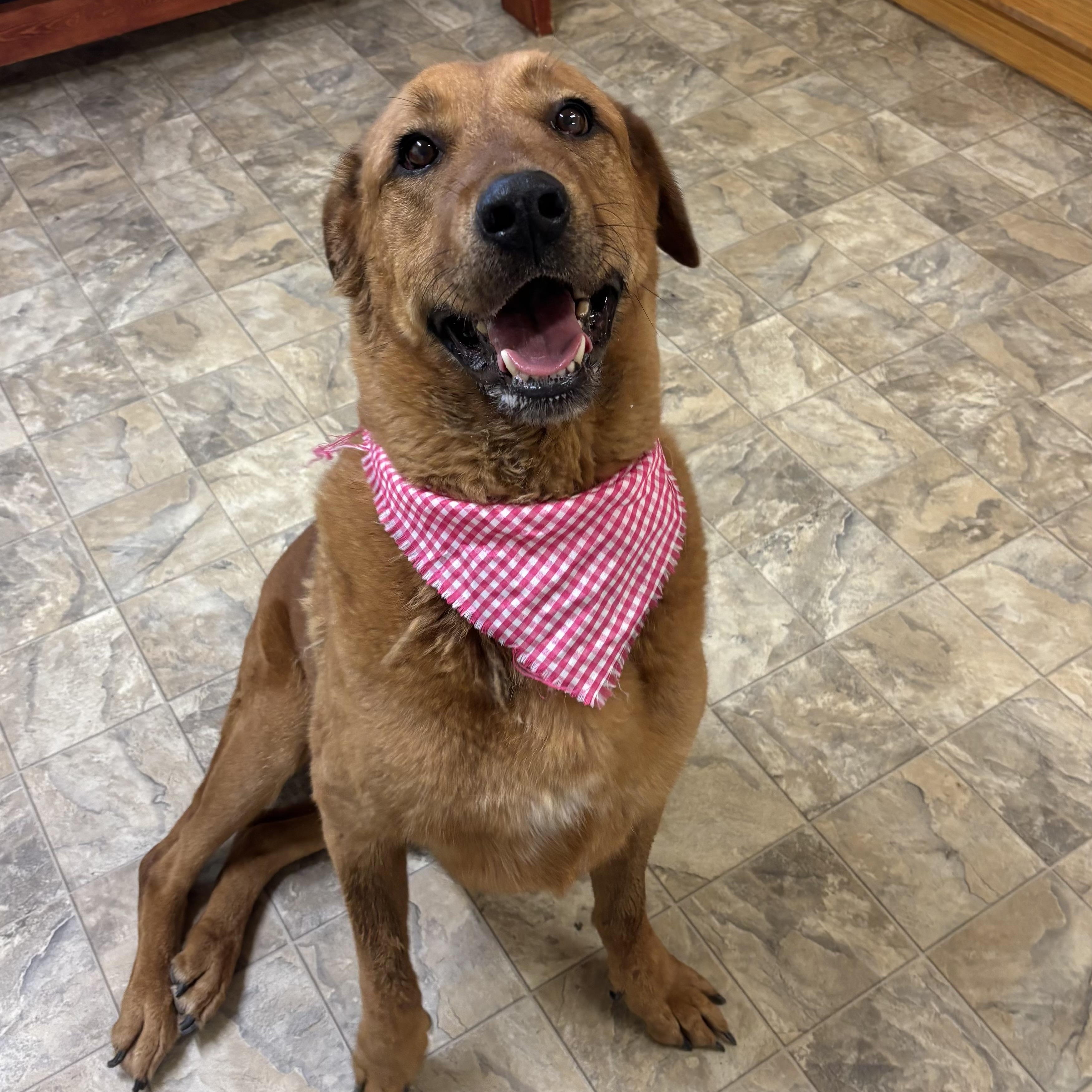 Lucy, a Adoptable mixed breed in Pilot Point, TX image 2/3