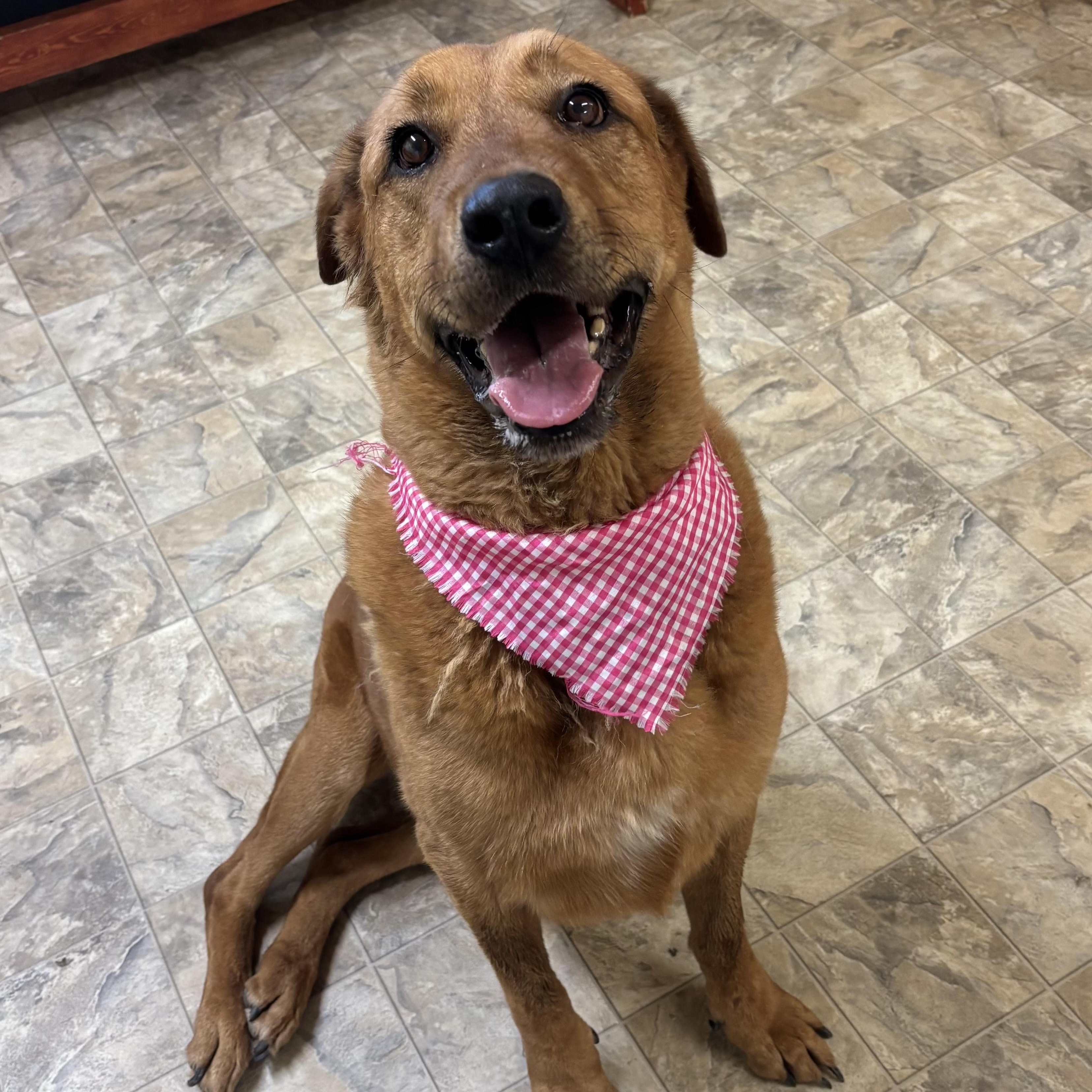 Lucy, a Adoptable mixed breed in Pilot Point, TX image 3/3
