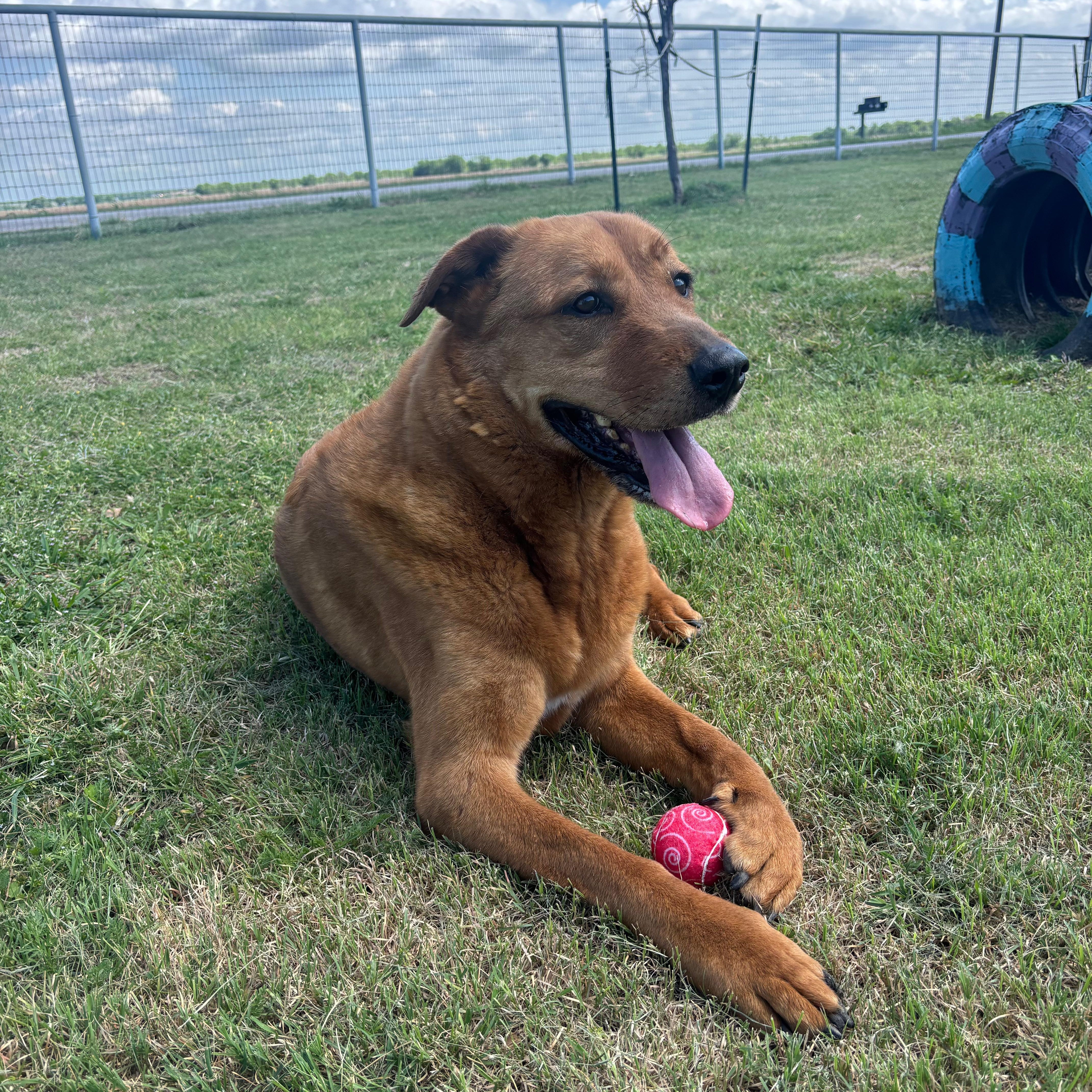 Lucy, Adoptable, Senior Female Golden Retriever.