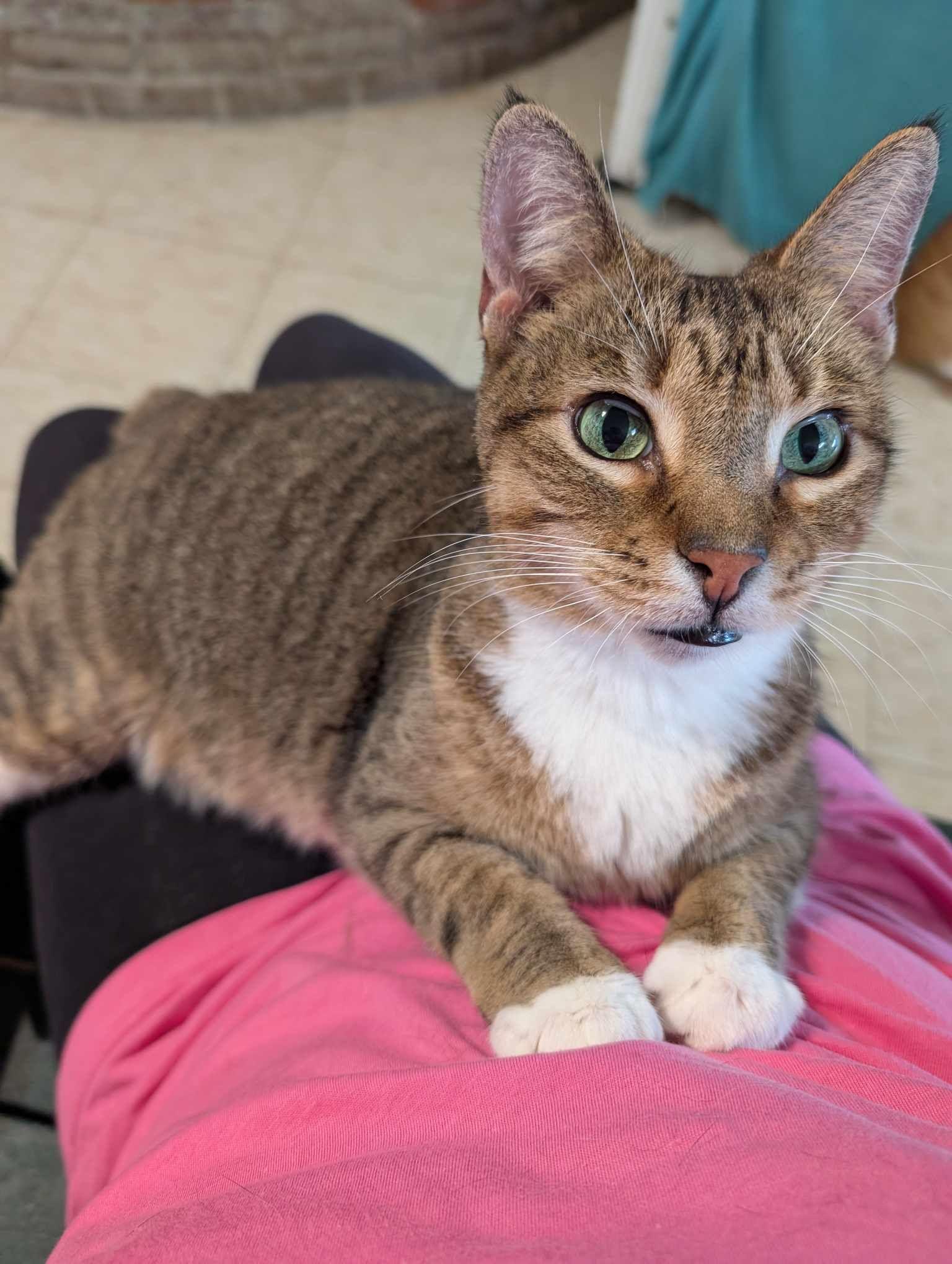 Enlarge Kasey, a Adoptable Domestic Short Hair in Melbourne, FL image 1/2