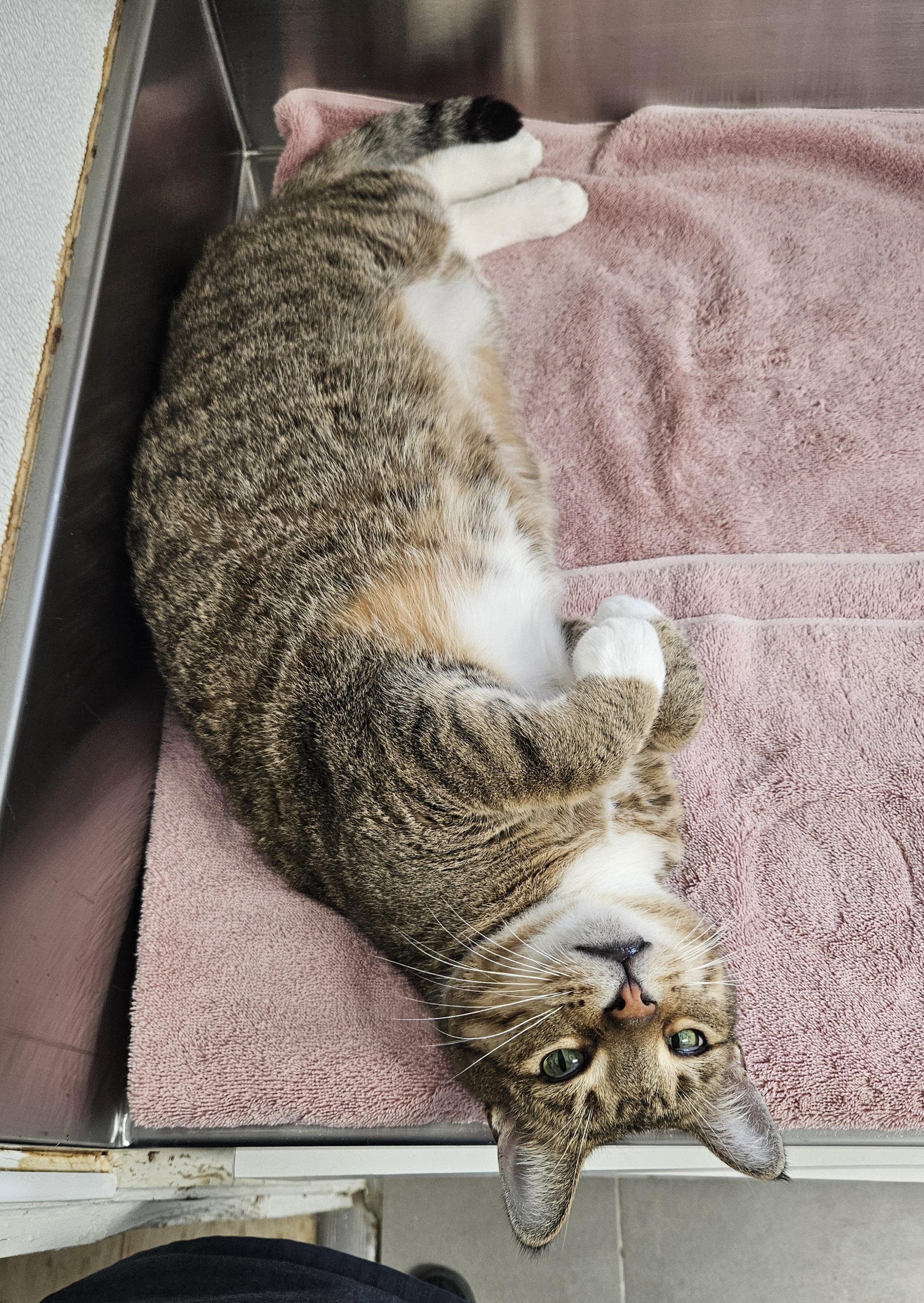 Enlarge Kasey, a Adoptable Domestic Short Hair in Melbourne, FL image 2/2