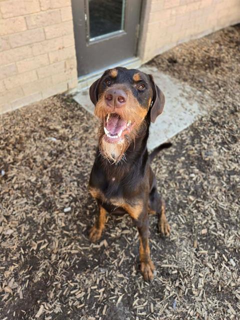 GUNNER, Adoptable, Young Male Poodle & Doberman Pinscher.