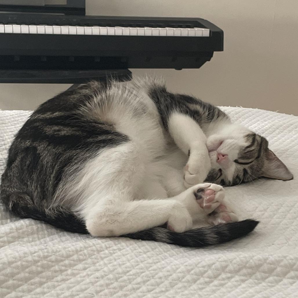 Palermo, a ADOPTABLE Domestic Short Hair in Evanston, IL image 4/5