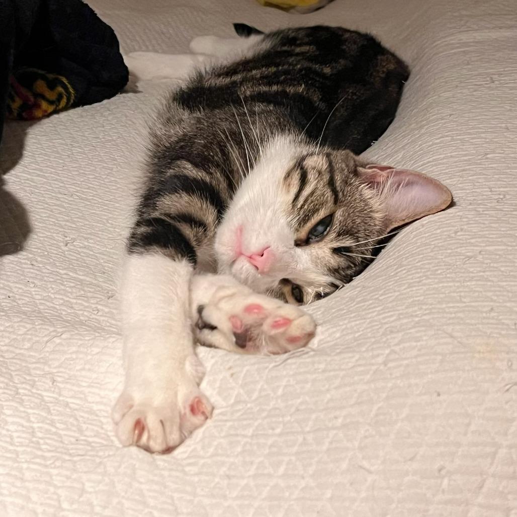 Palermo, a ADOPTABLE Domestic Short Hair in Evanston, IL image 3/5
