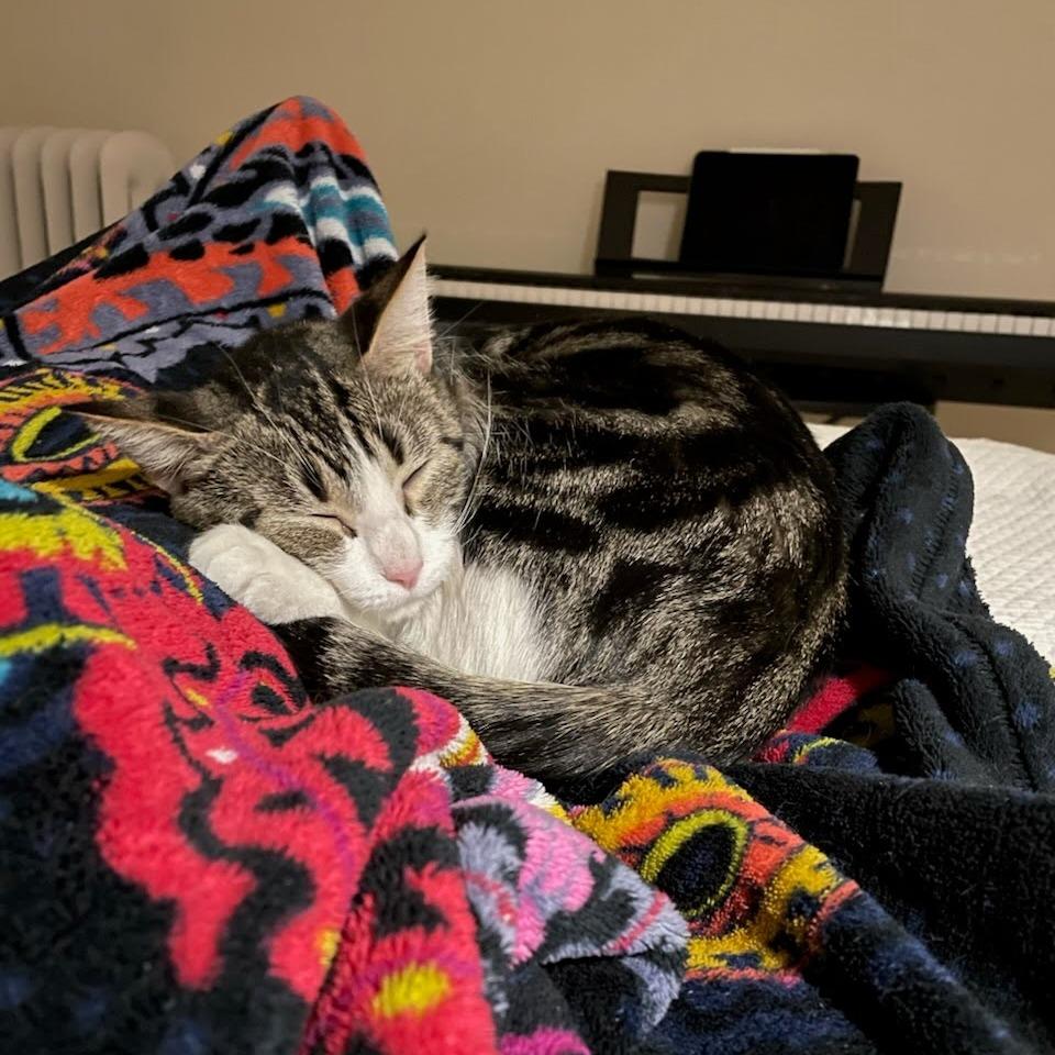Enlarge Palermo, a ADOPTABLE Domestic Short Hair in Evanston, IL image 1/1