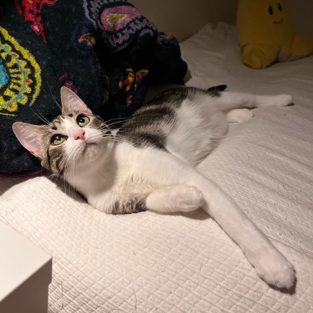 Palermo, ADOPTABLE, Adult Female Domestic Short Hair.