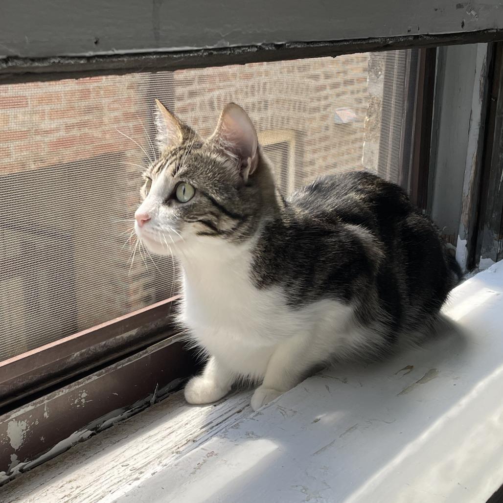 Palermo, a ADOPTABLE Domestic Short Hair in Evanston, IL image 5/5