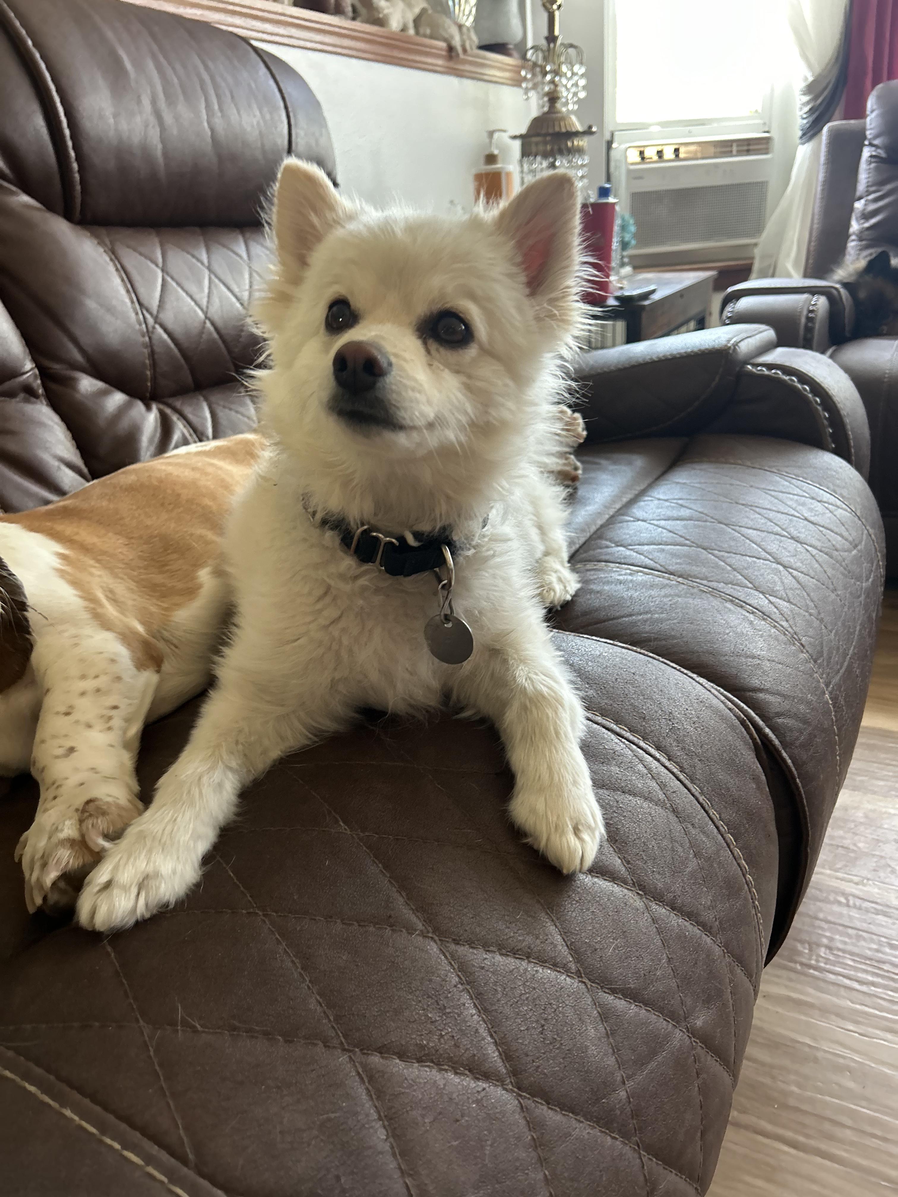 Enlarge Tyrone, a ADOPTABLE mixed breed in Pocatello, ID image 1/1