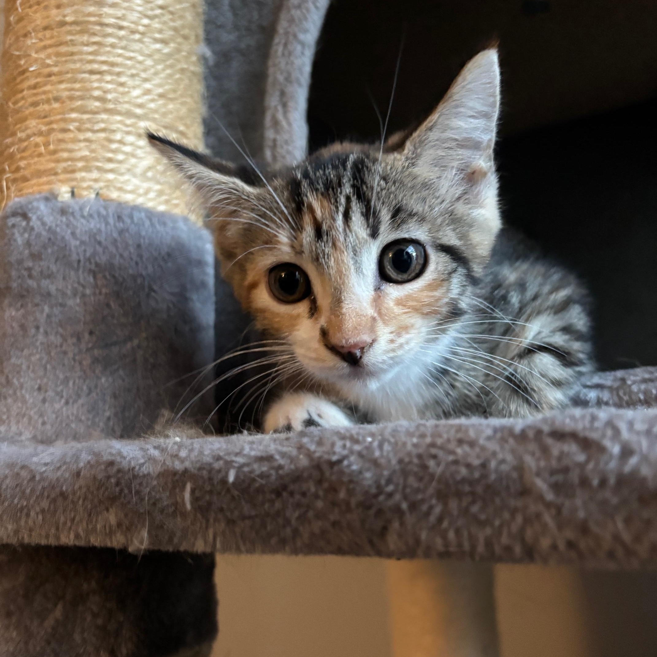 Samantha, Adoptable, Kitten Female Domestic Short Hair.
