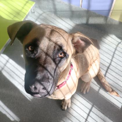 Macy Gray, Adoptable, Young Female Black Mouth Cur & Mixed Breed.