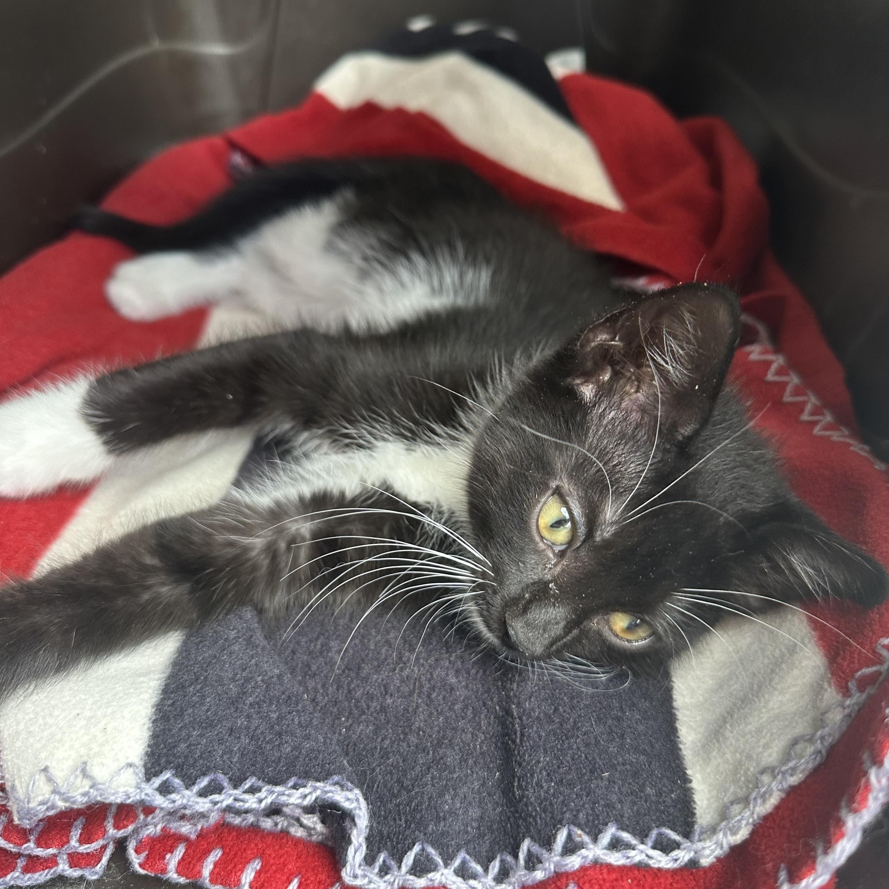 Enlarge Juniper, an adopted Domestic Short Hair in Easley, SC image 1/1