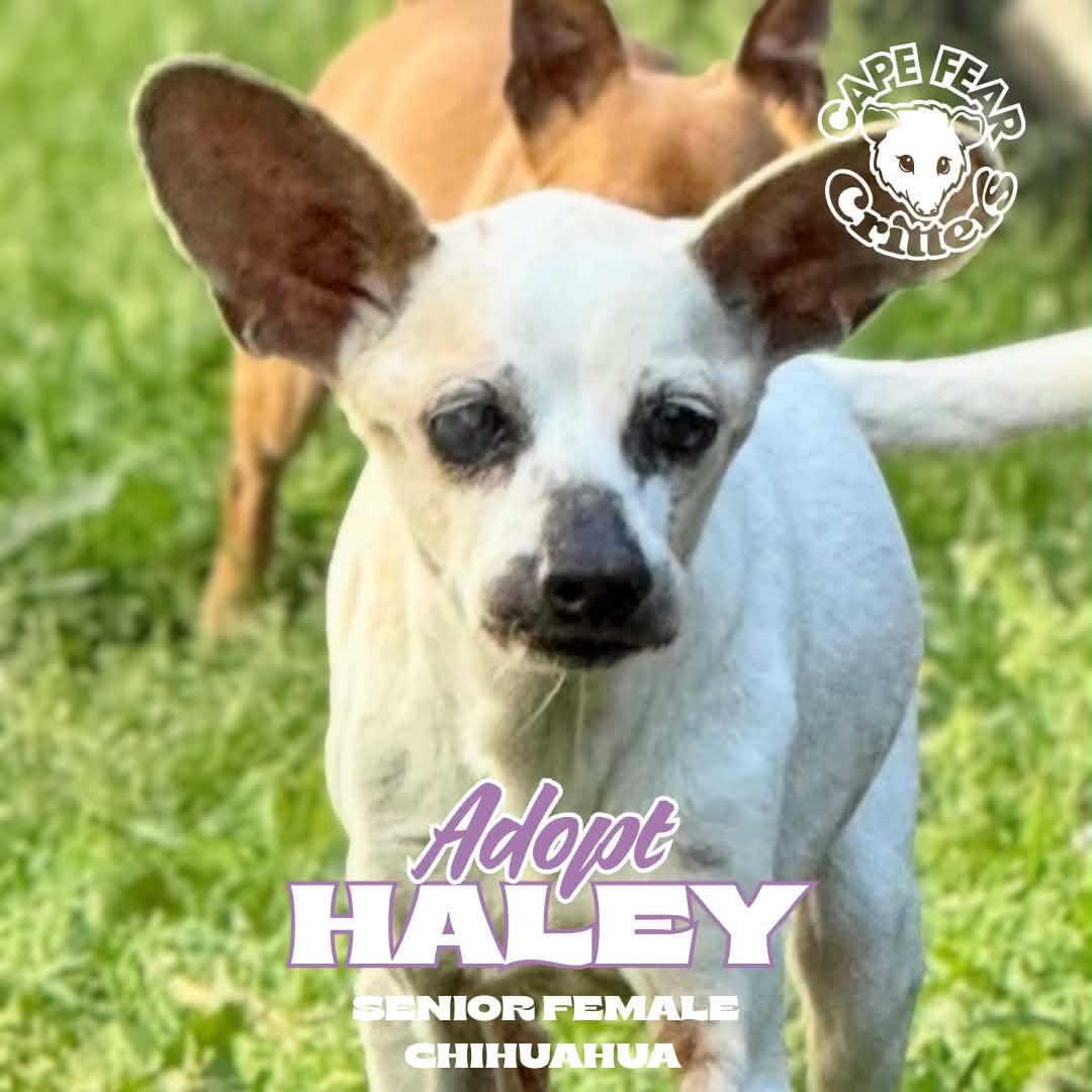 Haley, ADOPTABLE, Senior Female Chihuahua.