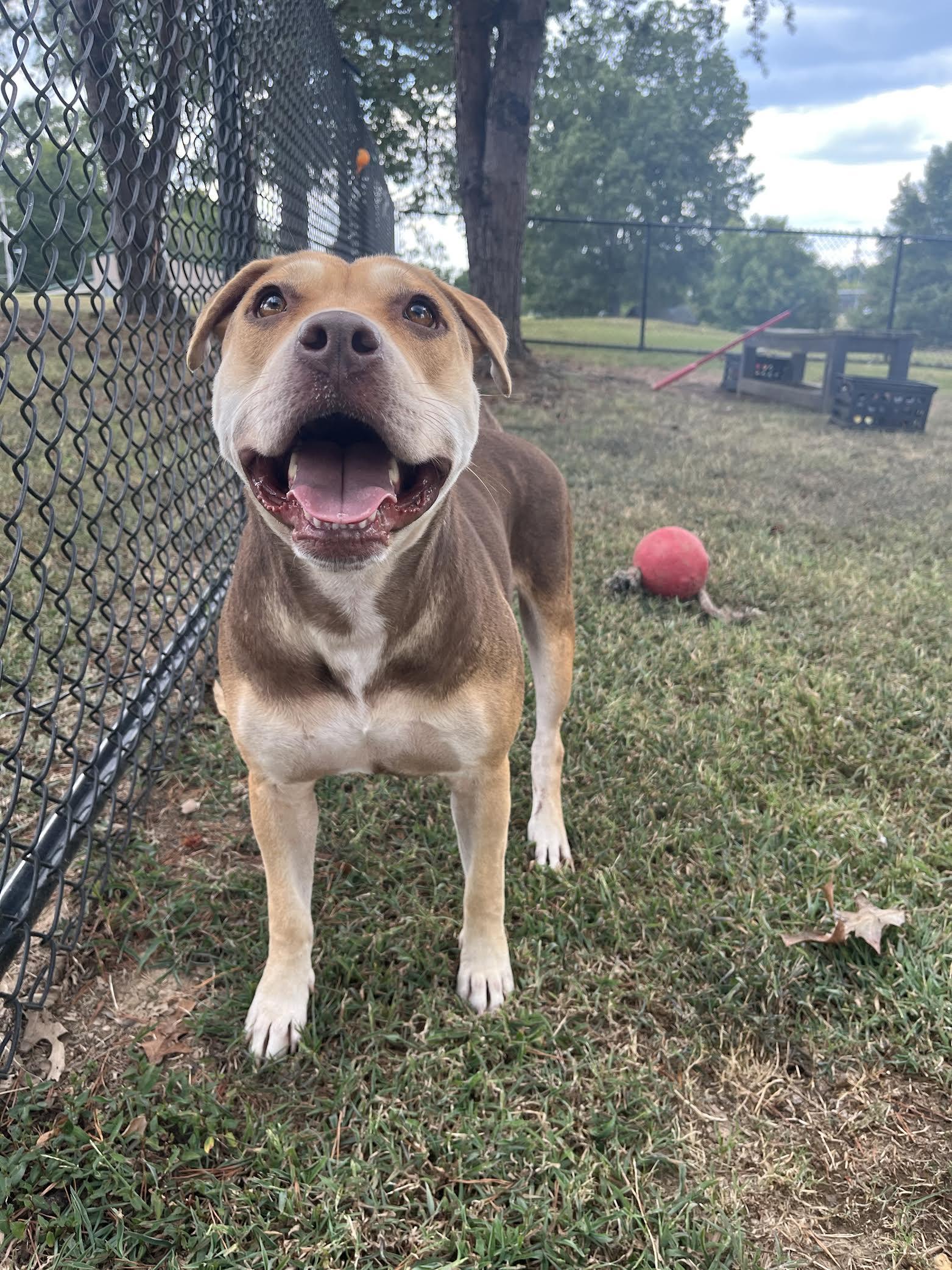 Summer, a Adoptable Mixed Breed in Collierville, TN image 1/5