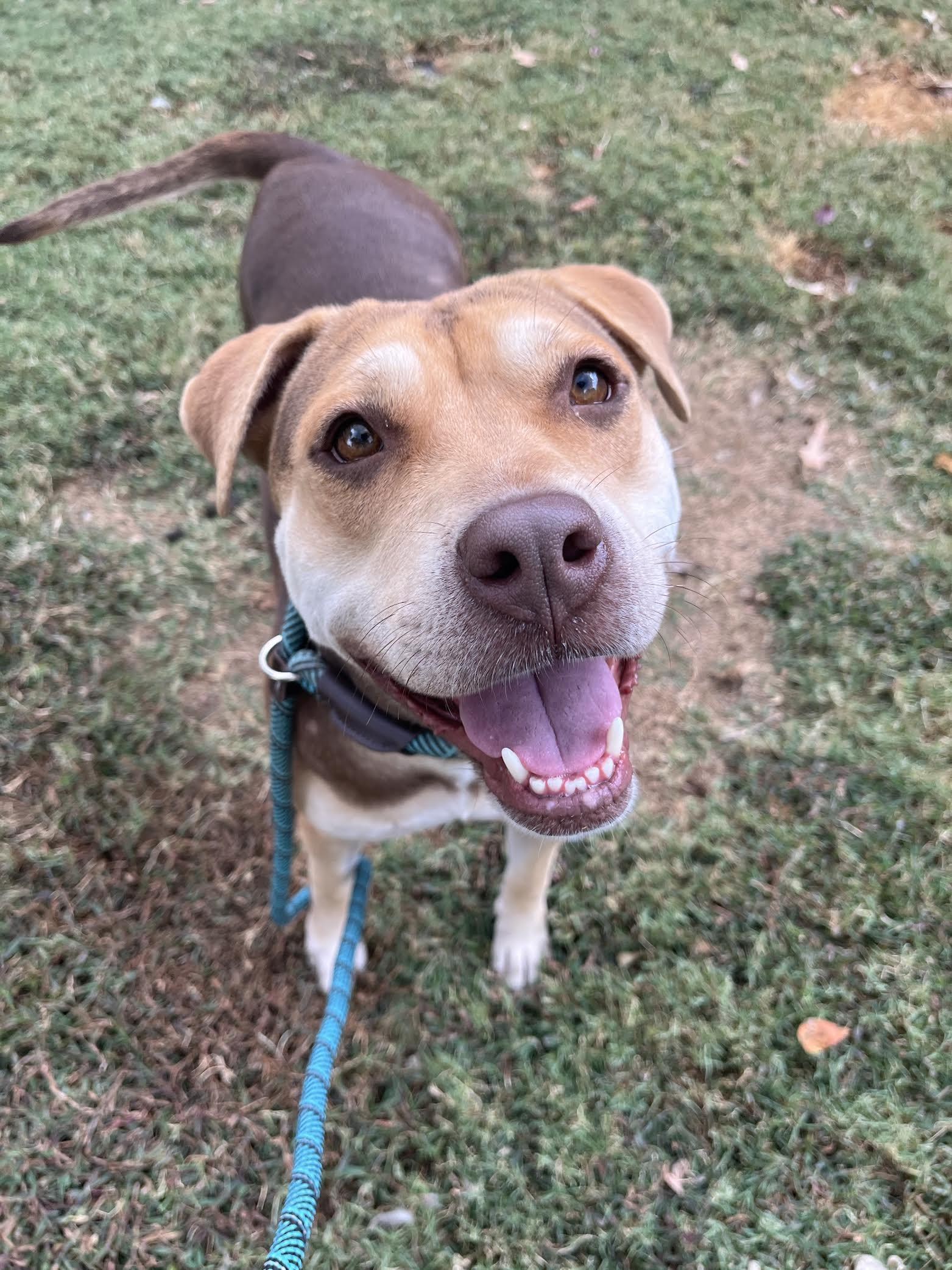 Summer, a Adoptable Mixed Breed in Collierville, TN image 3/5