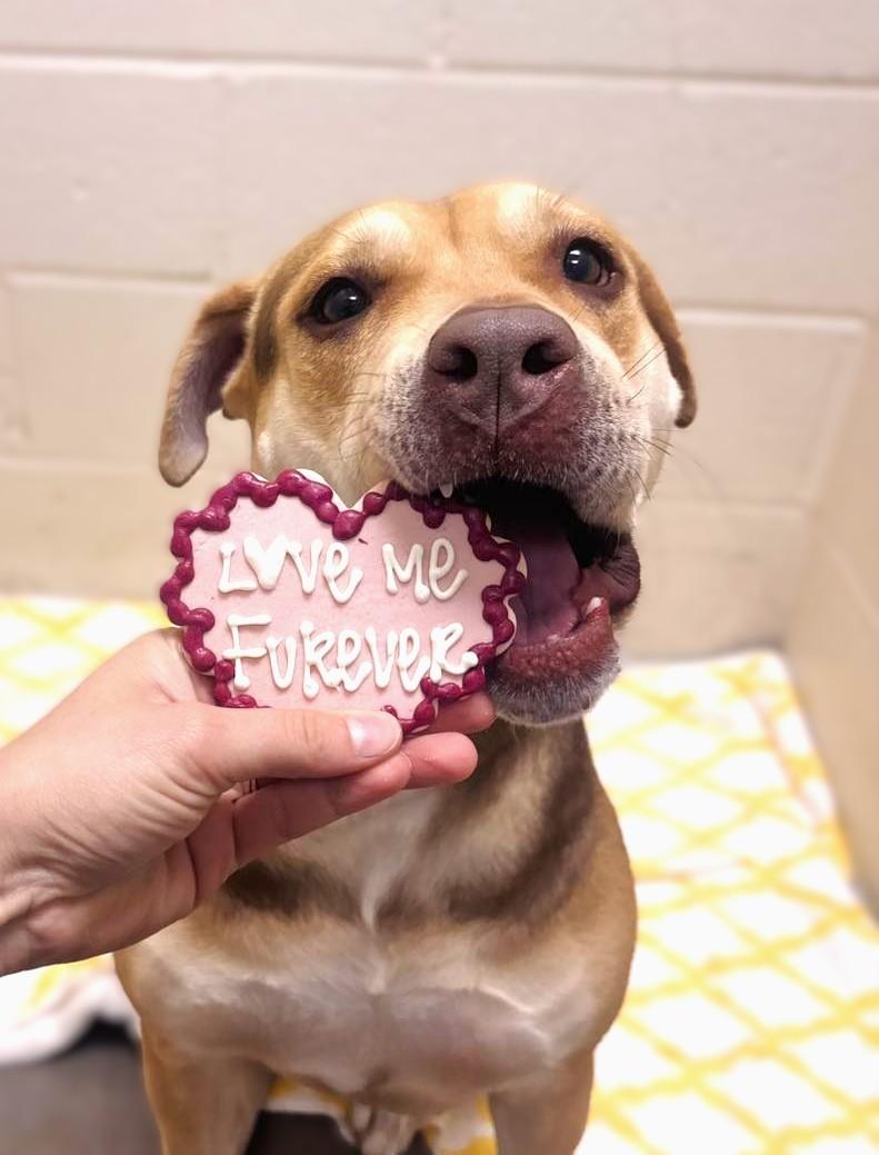 Summer, a Adoptable Mixed Breed in Collierville, TN image 5/5