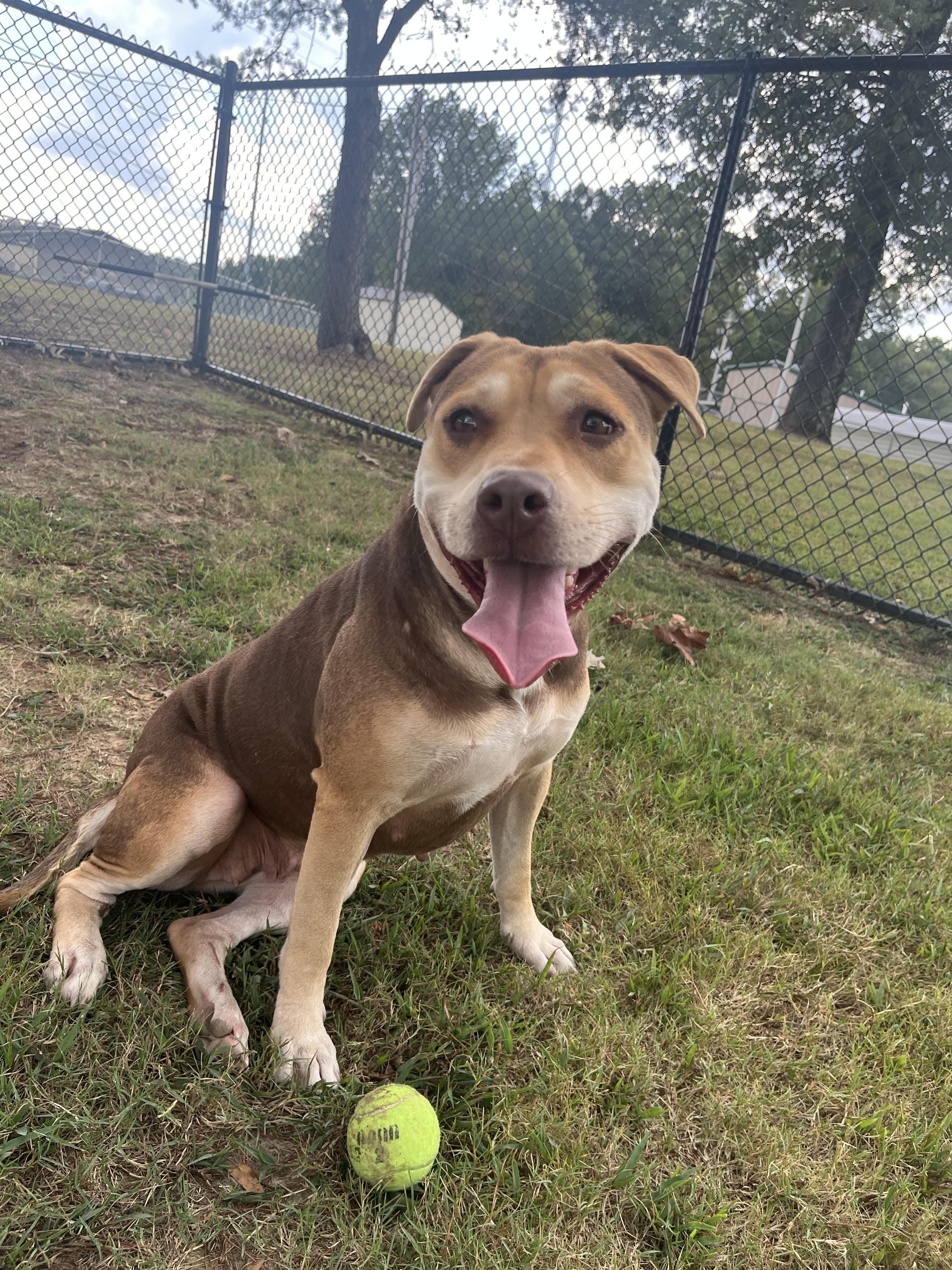 Summer, a Adoptable Mixed Breed in Collierville, TN image 2/5