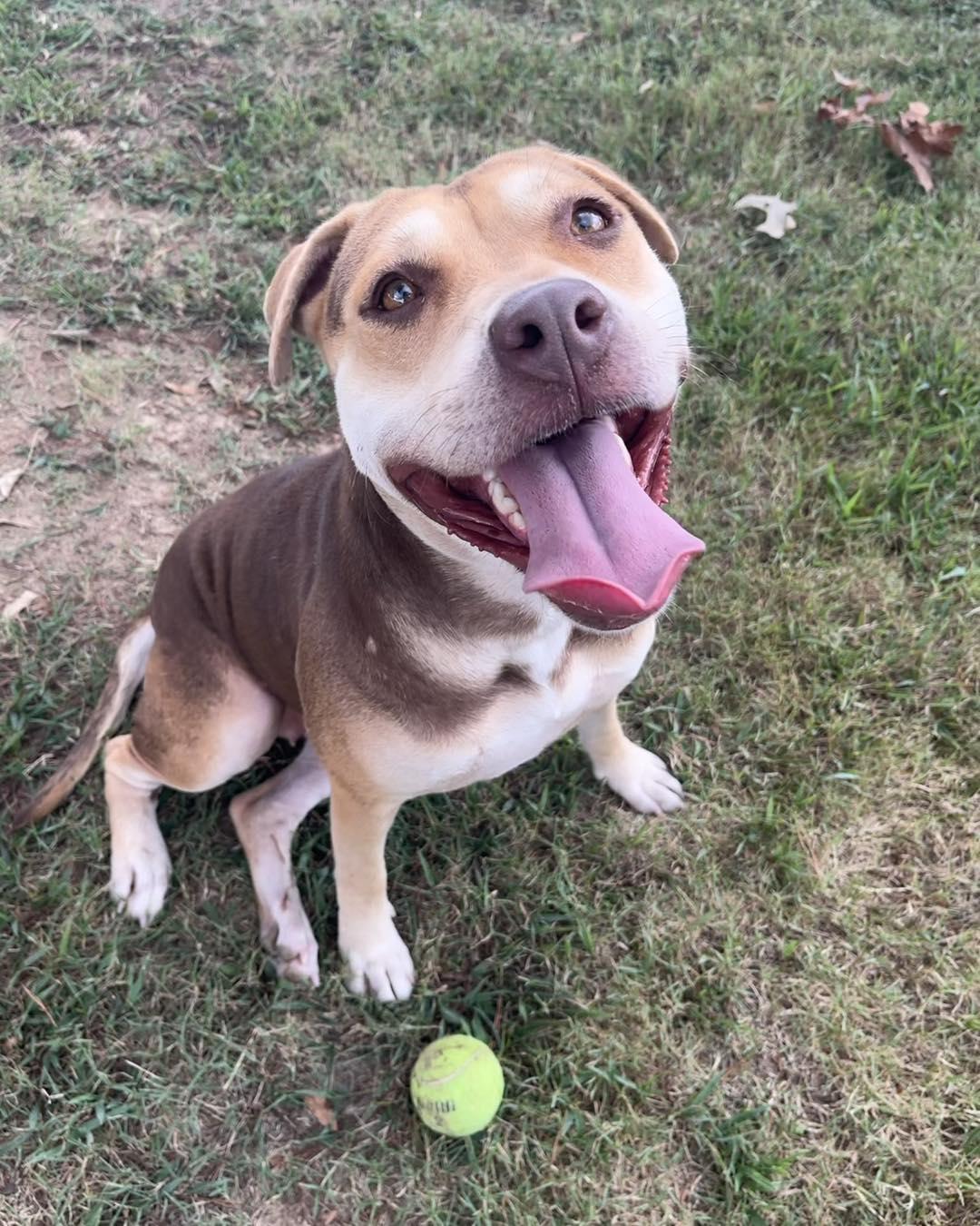 Summer, a Adoptable Mixed Breed in Collierville, TN image 4/5