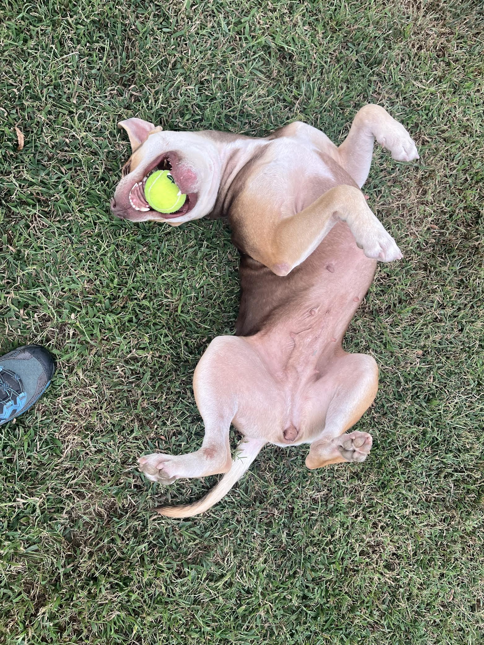 Summer, a Adoptable Mixed Breed in Collierville, TN image 4/5