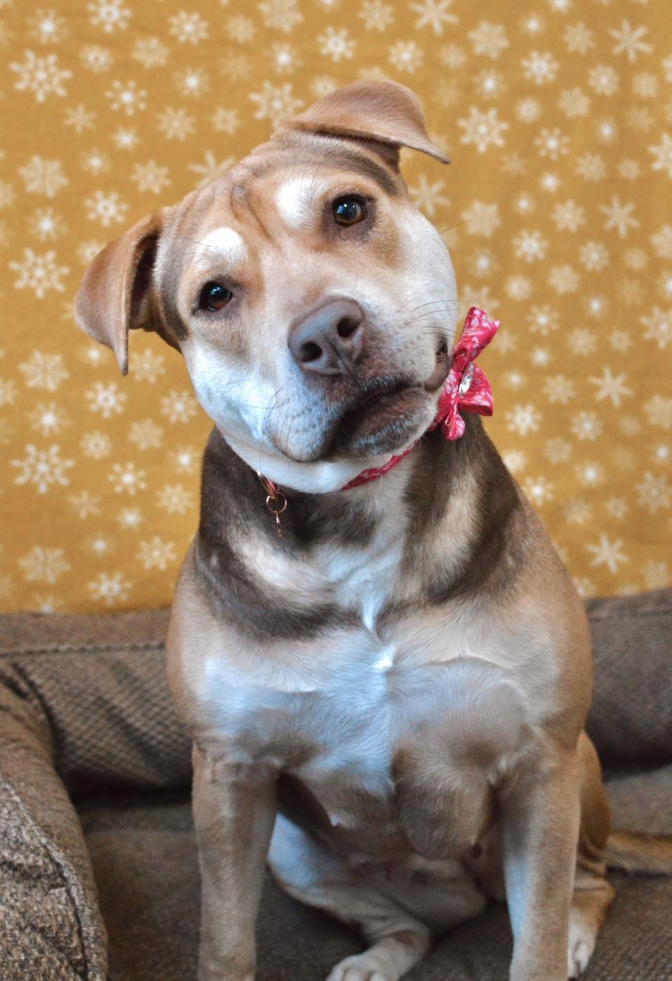 Summer, a Adoptable Mixed Breed in Collierville, TN image 1/5