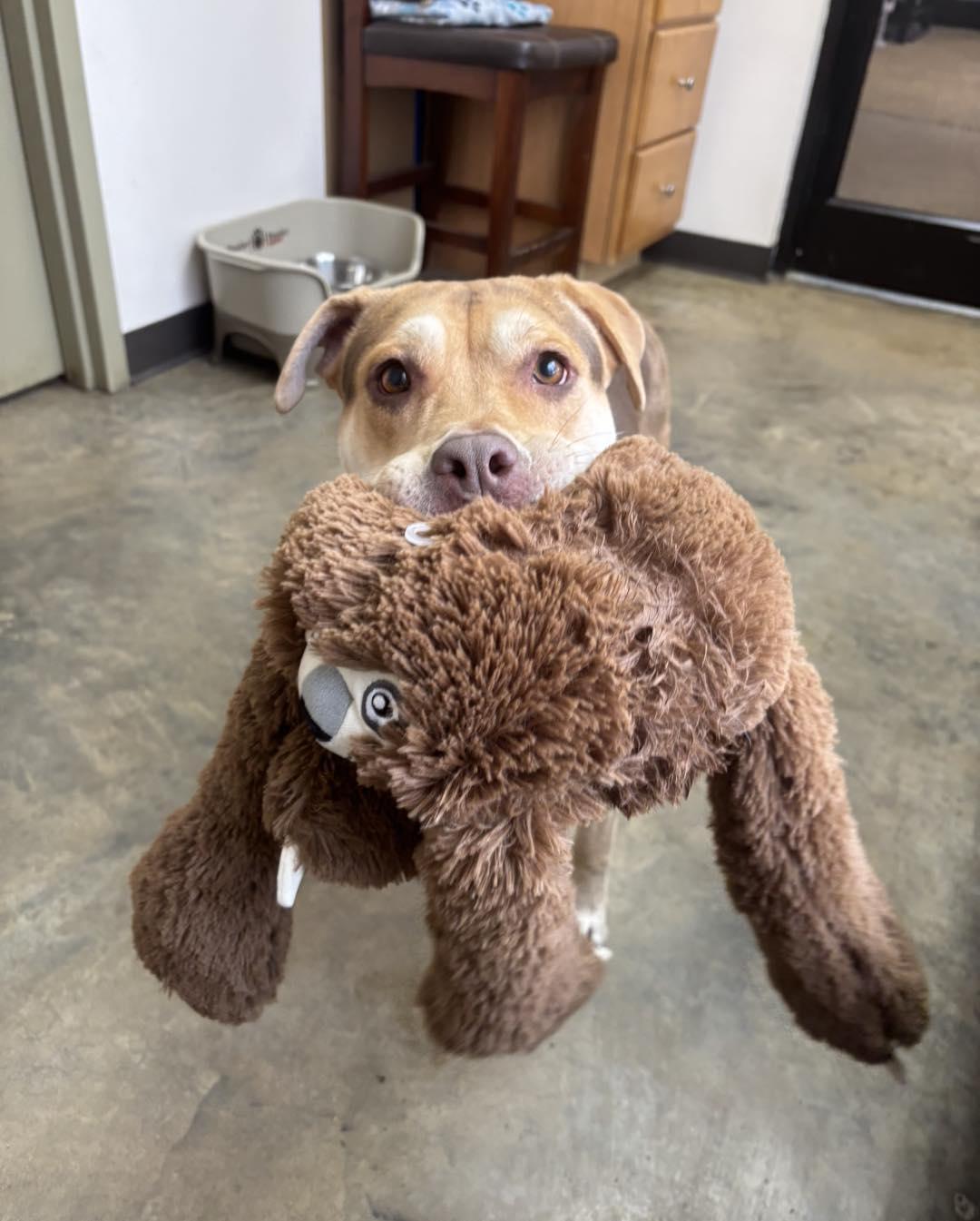 Summer, a Adoptable Mixed Breed in Collierville, TN image 3/5