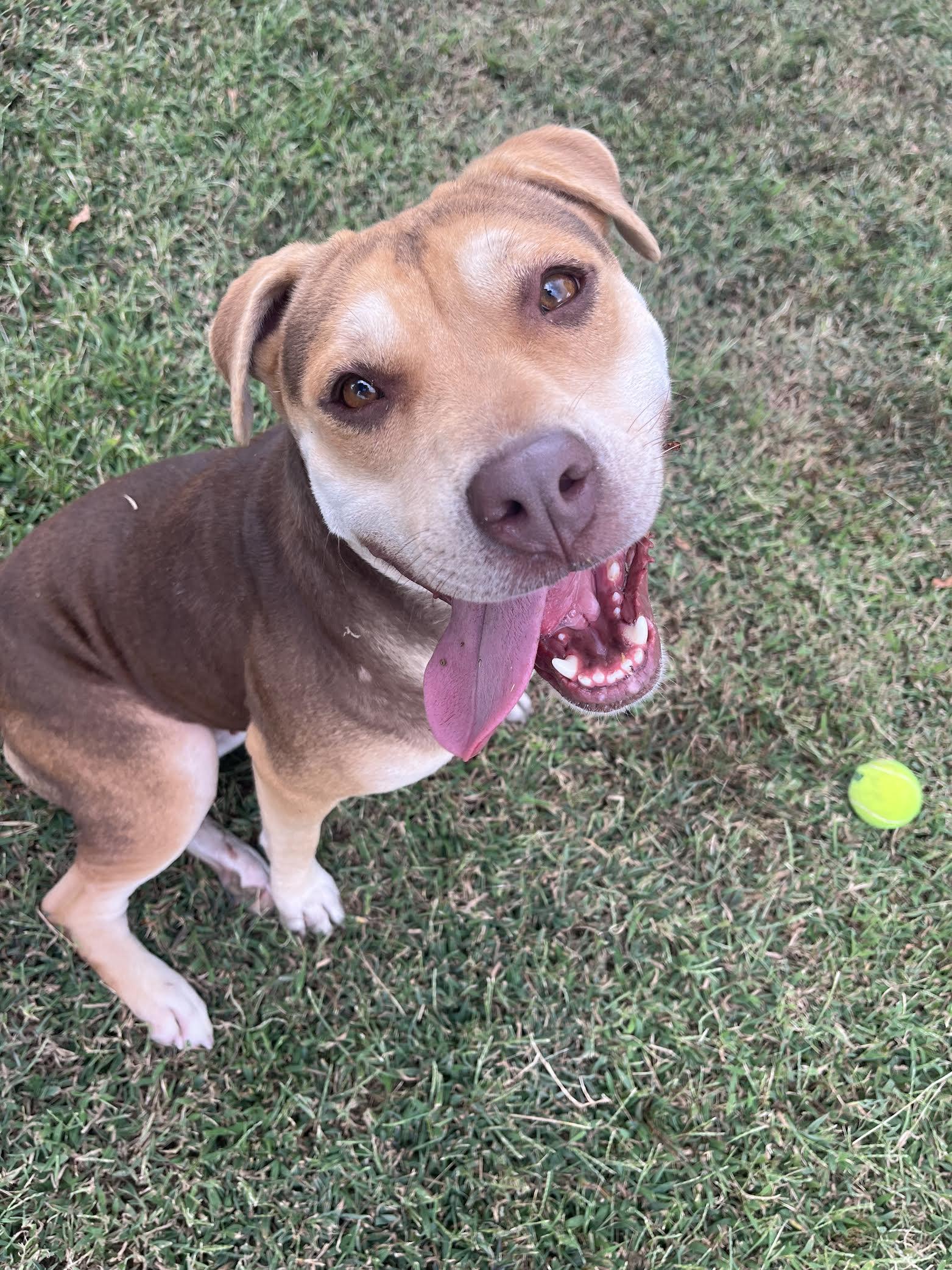 Summer, a Adoptable Mixed Breed in Collierville, TN image 5/5