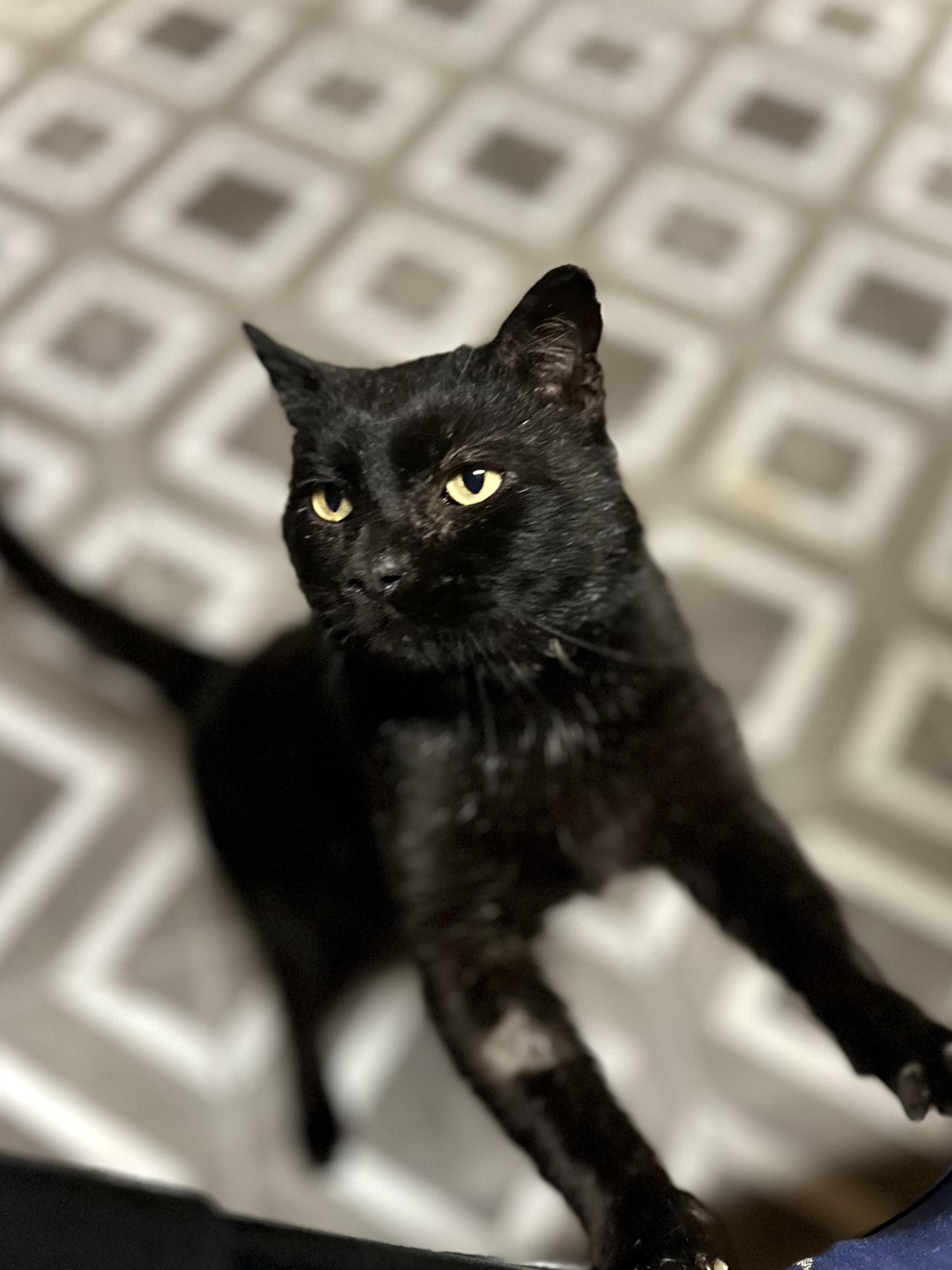 Enlarge Jax, a ADOPTABLE Domestic Short Hair in Lincoln University, PA image 4/4